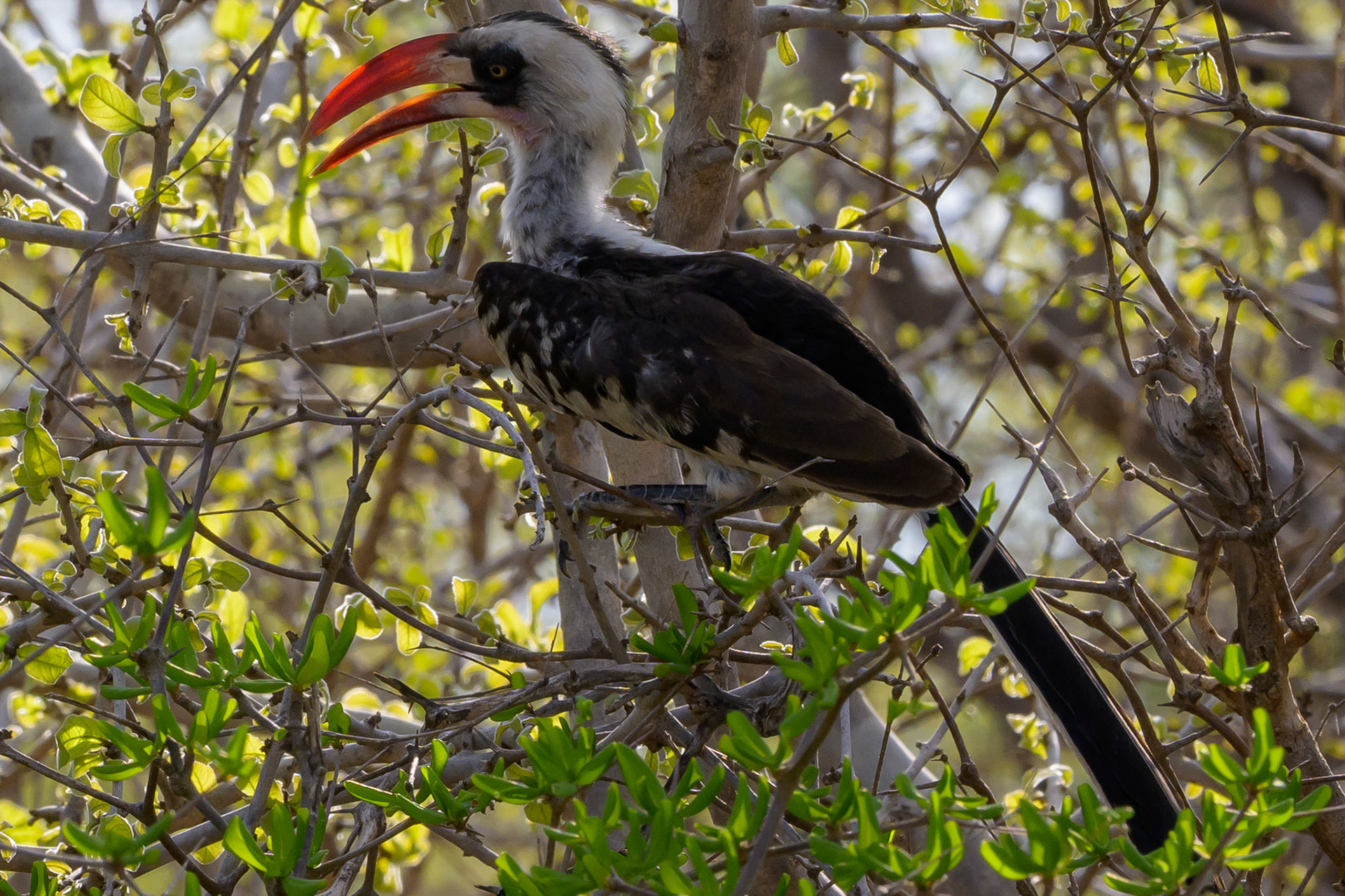 Red-billed Hornbill