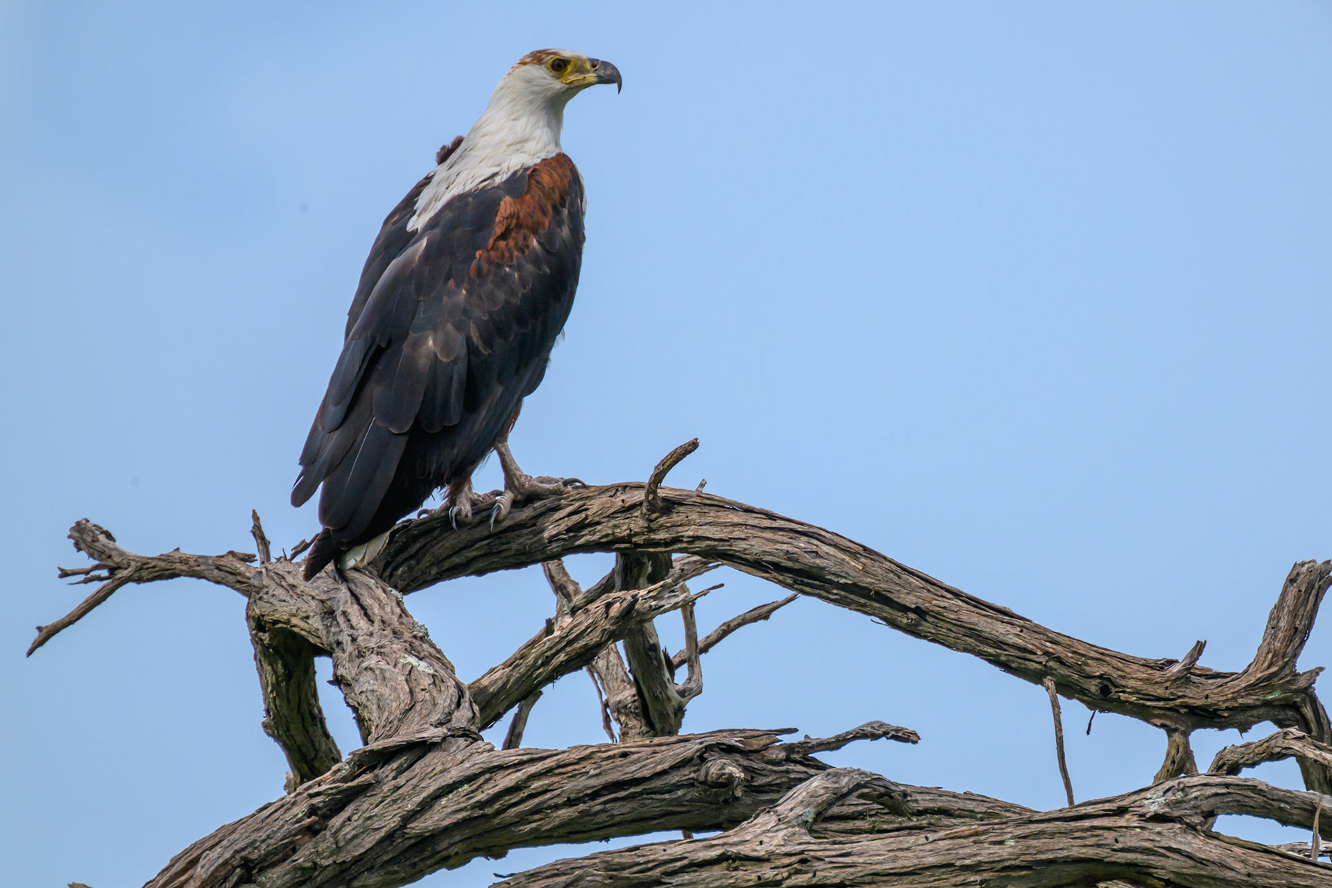 African Fish Eagle