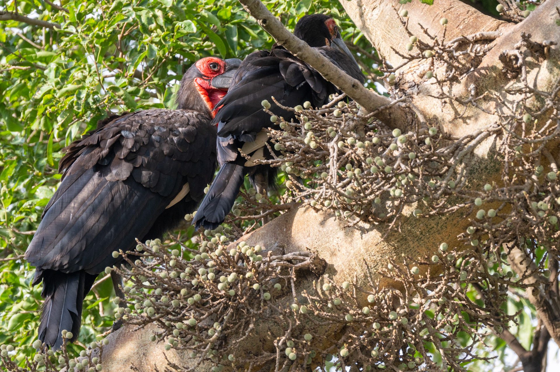 Southern Ground-Hornbill
