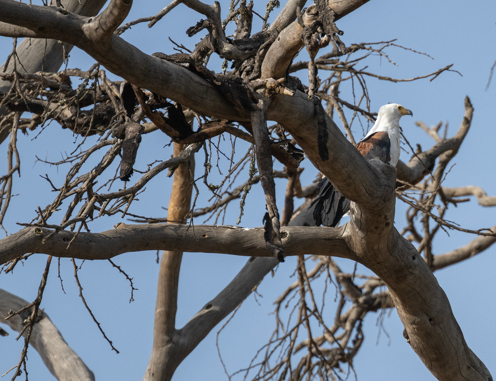 African Fish Eagle