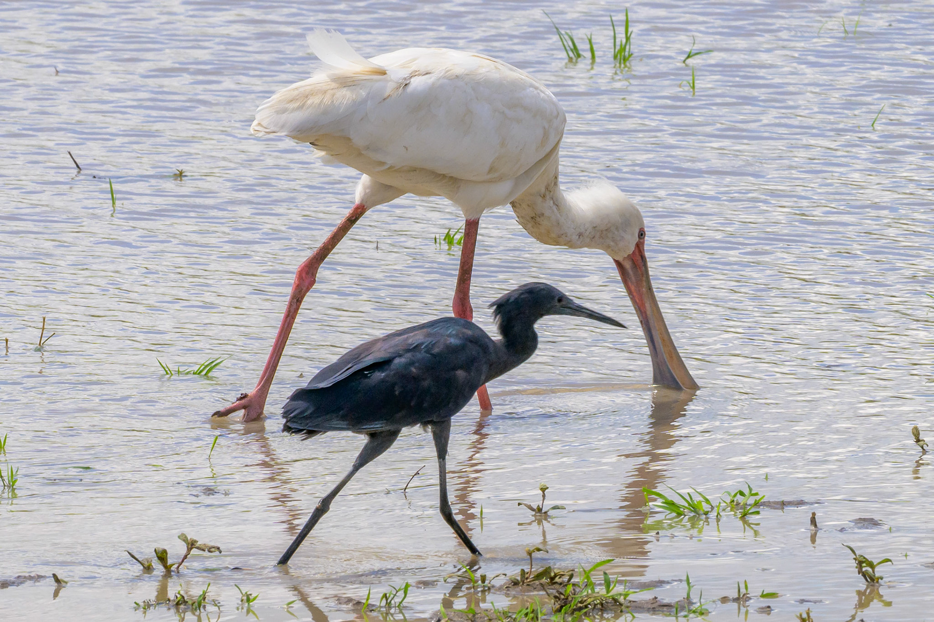 Spoonbill & Black Heron