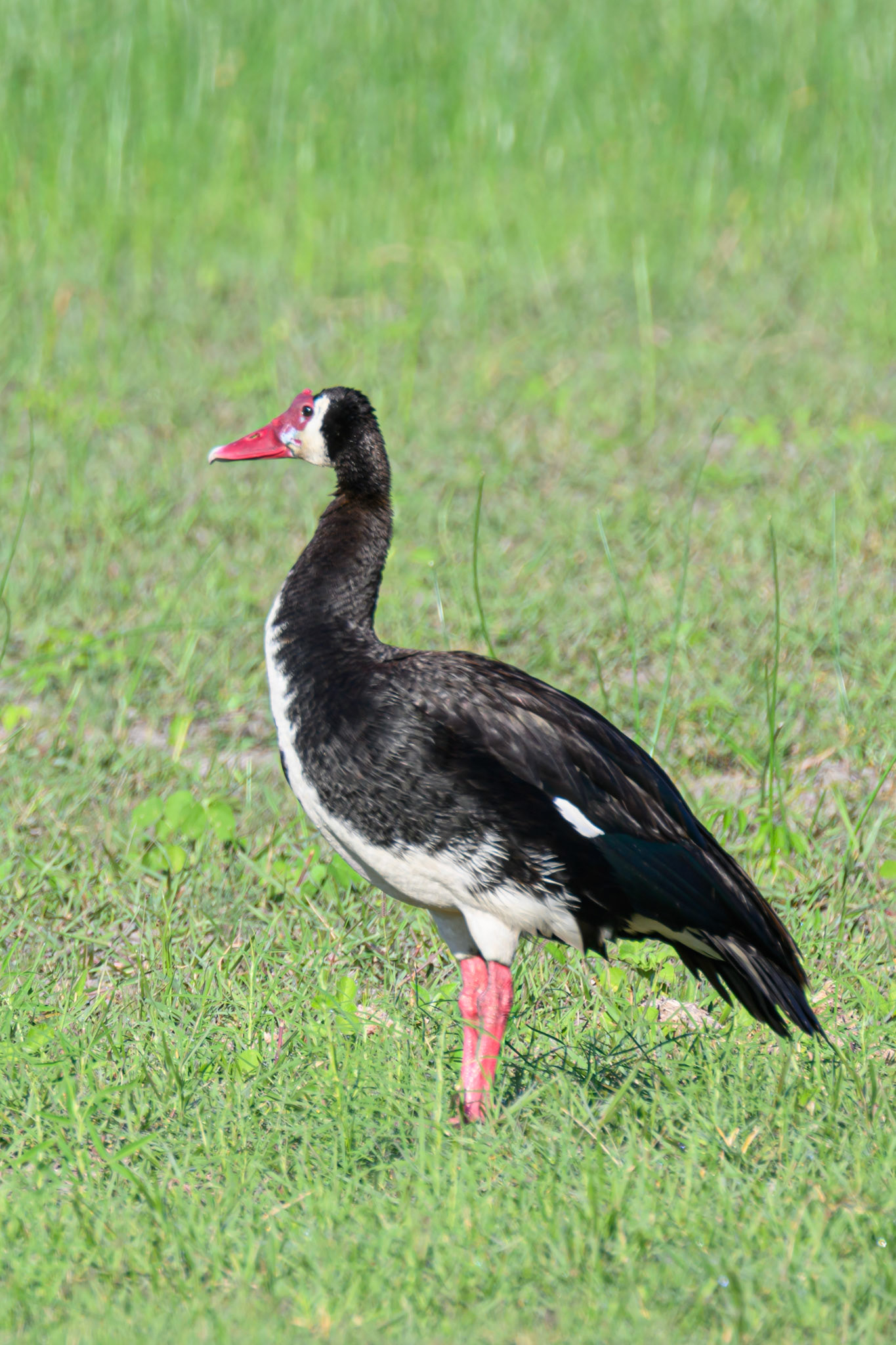 Spur-winged Goose