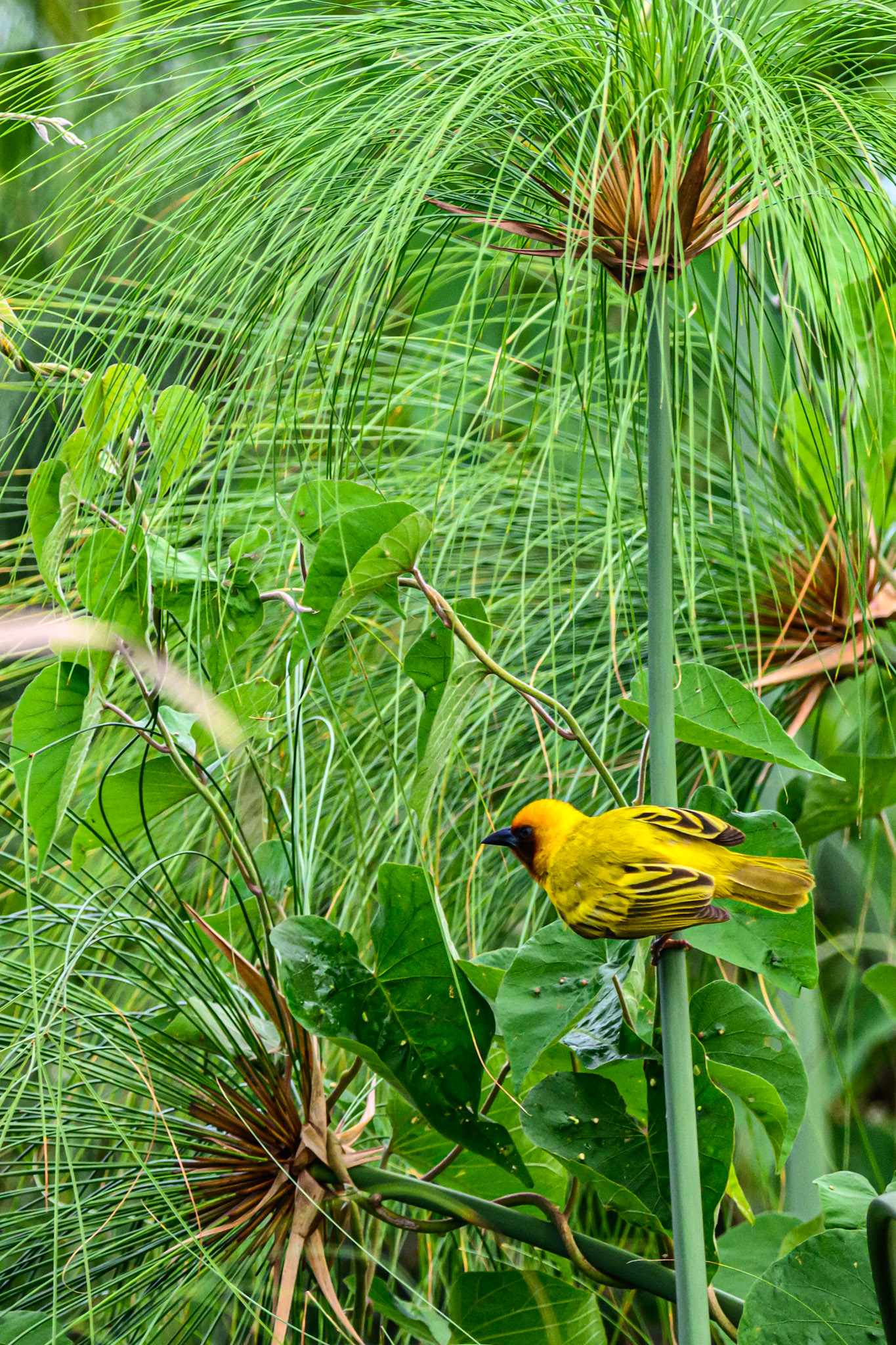 Brown-throated Weaver