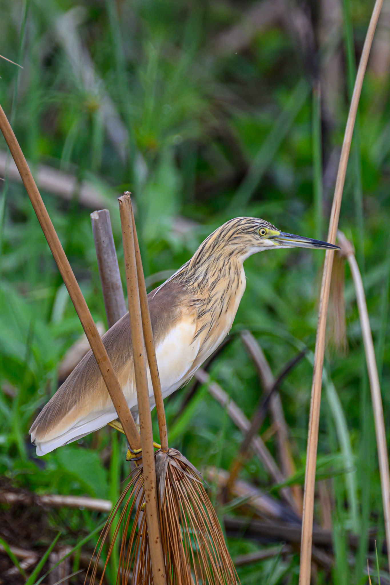 Squacco Heron