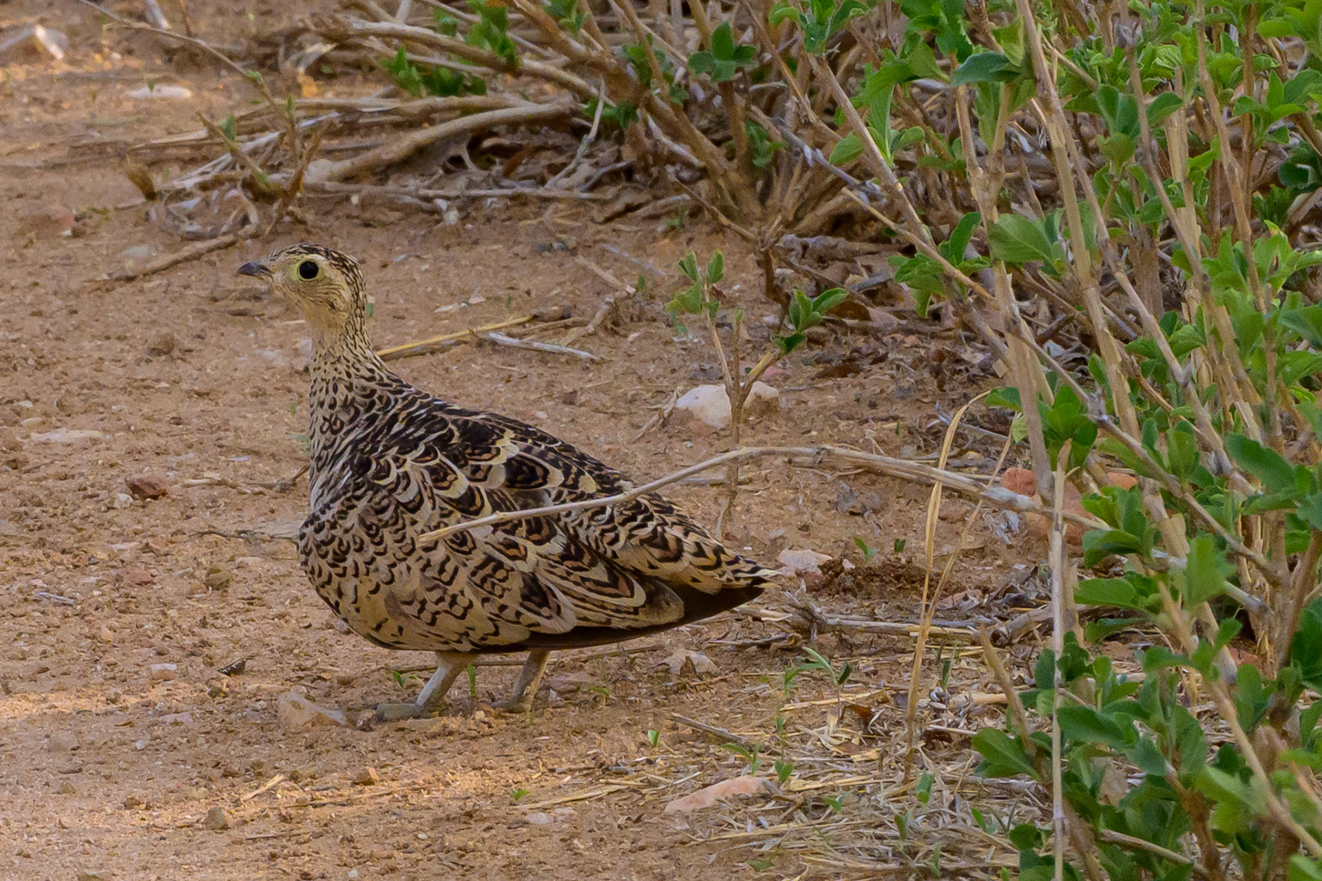Black-faced Sandgrouse