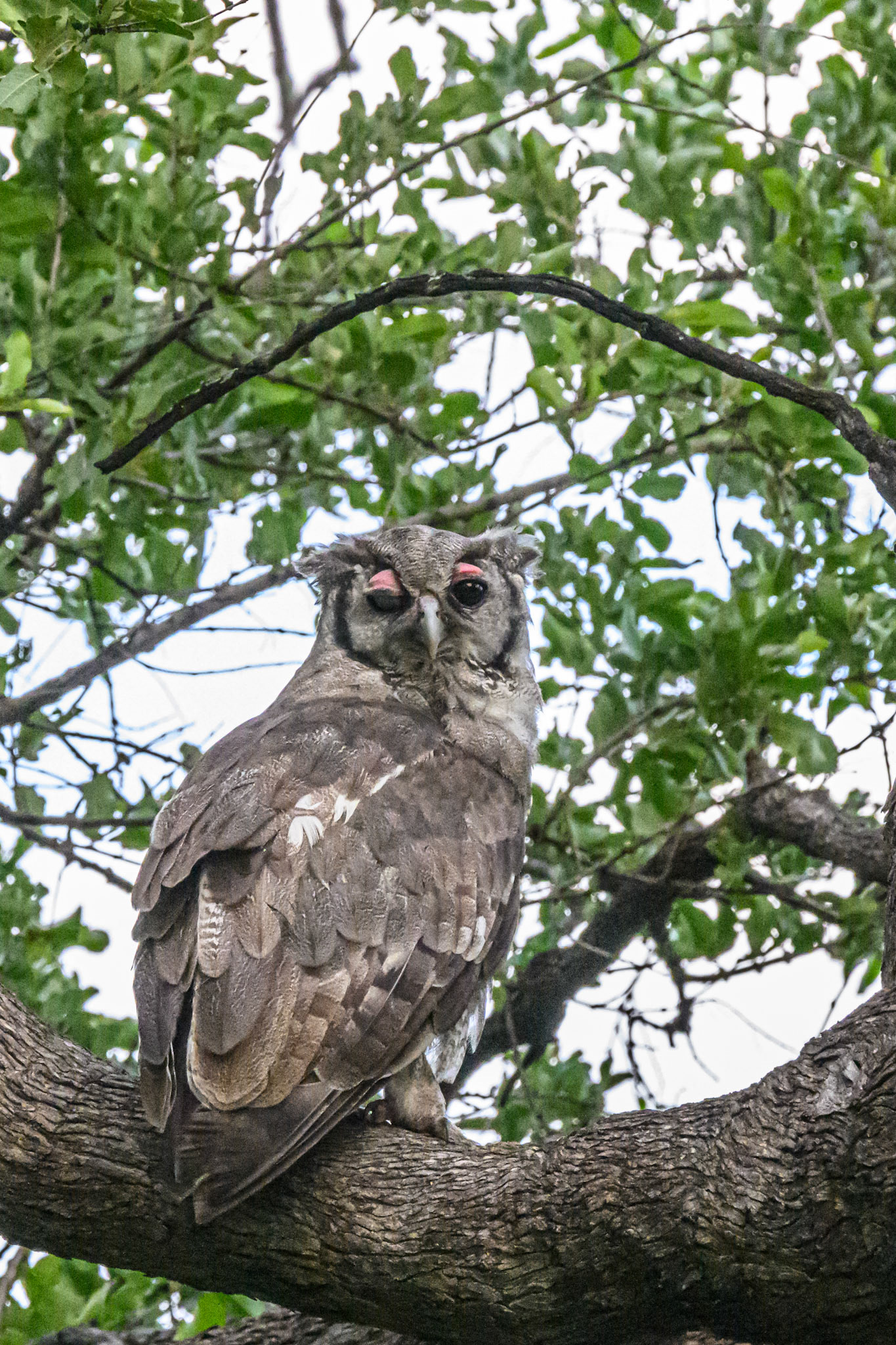 Verreaux Eagle-Owl