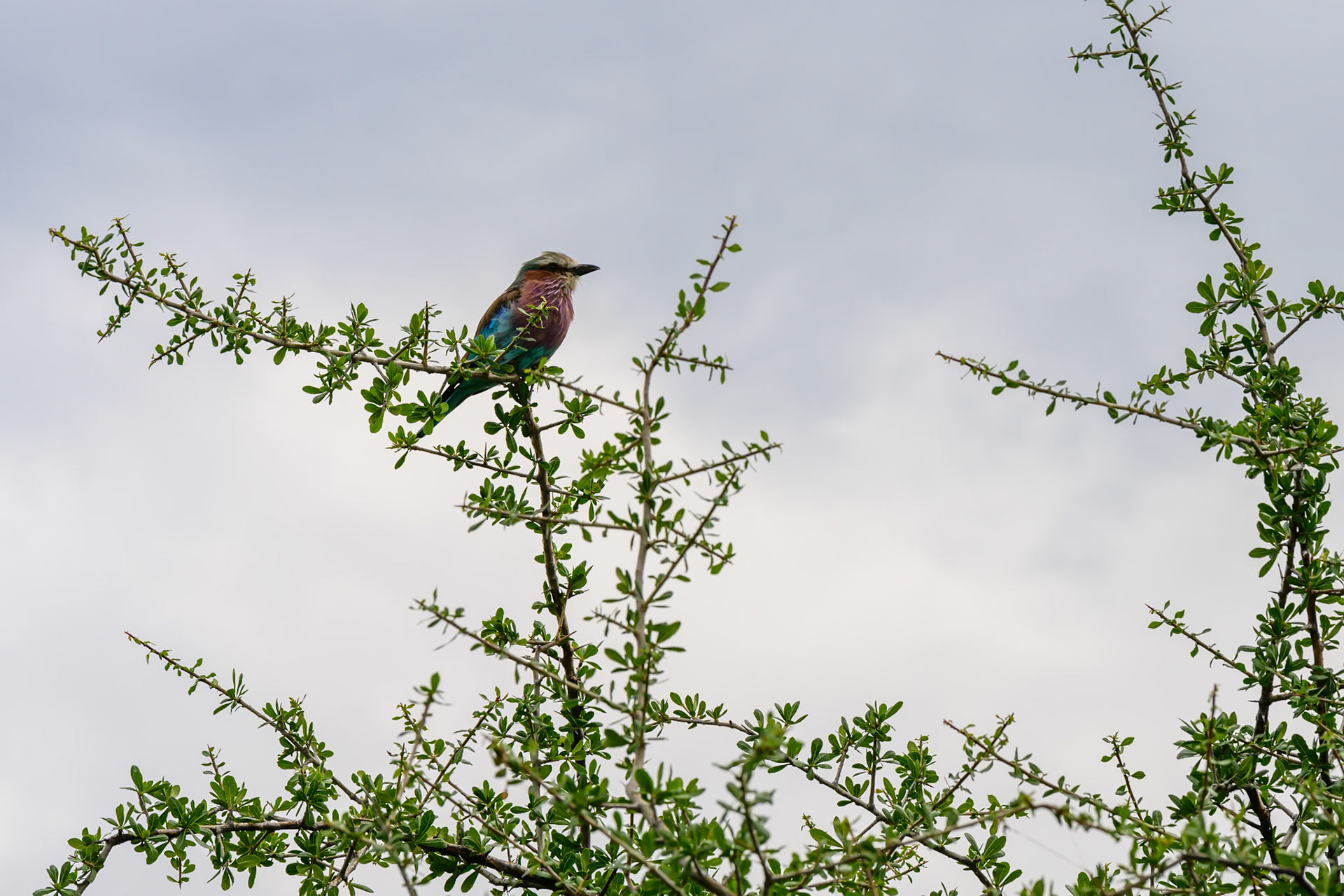 Lilac-breasted Roller