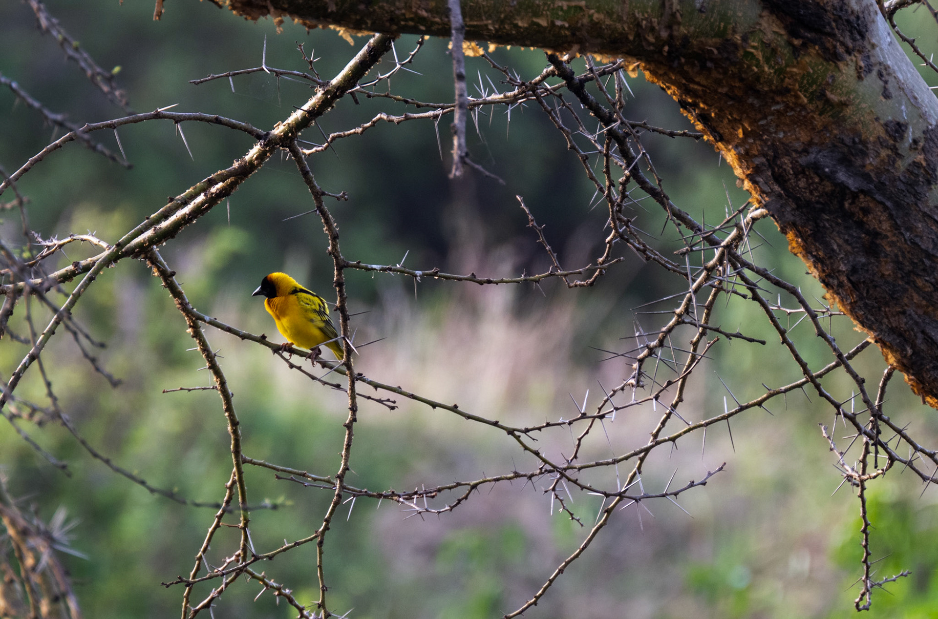 Lesser Masked Weaver
