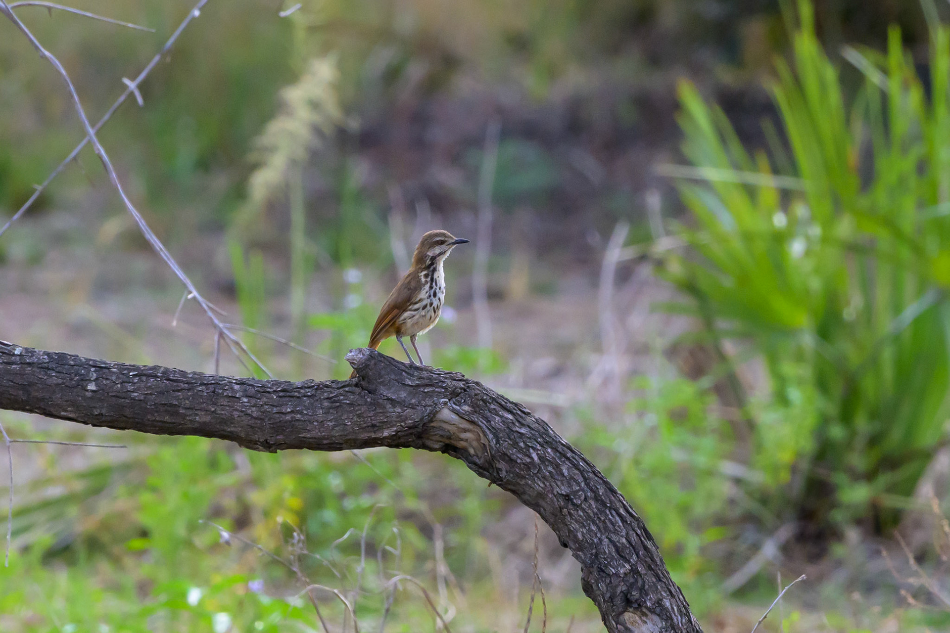 Hildebrandt's Francolin