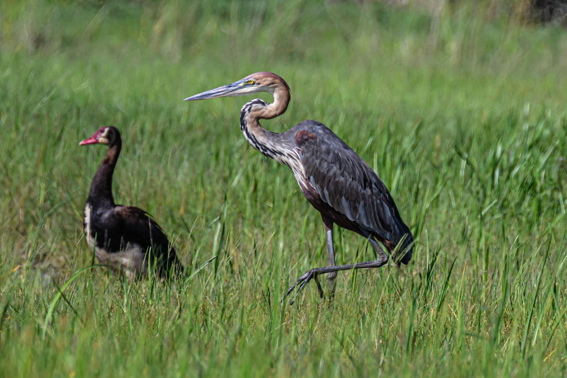 Spur-winged Goose & Goliath Heron