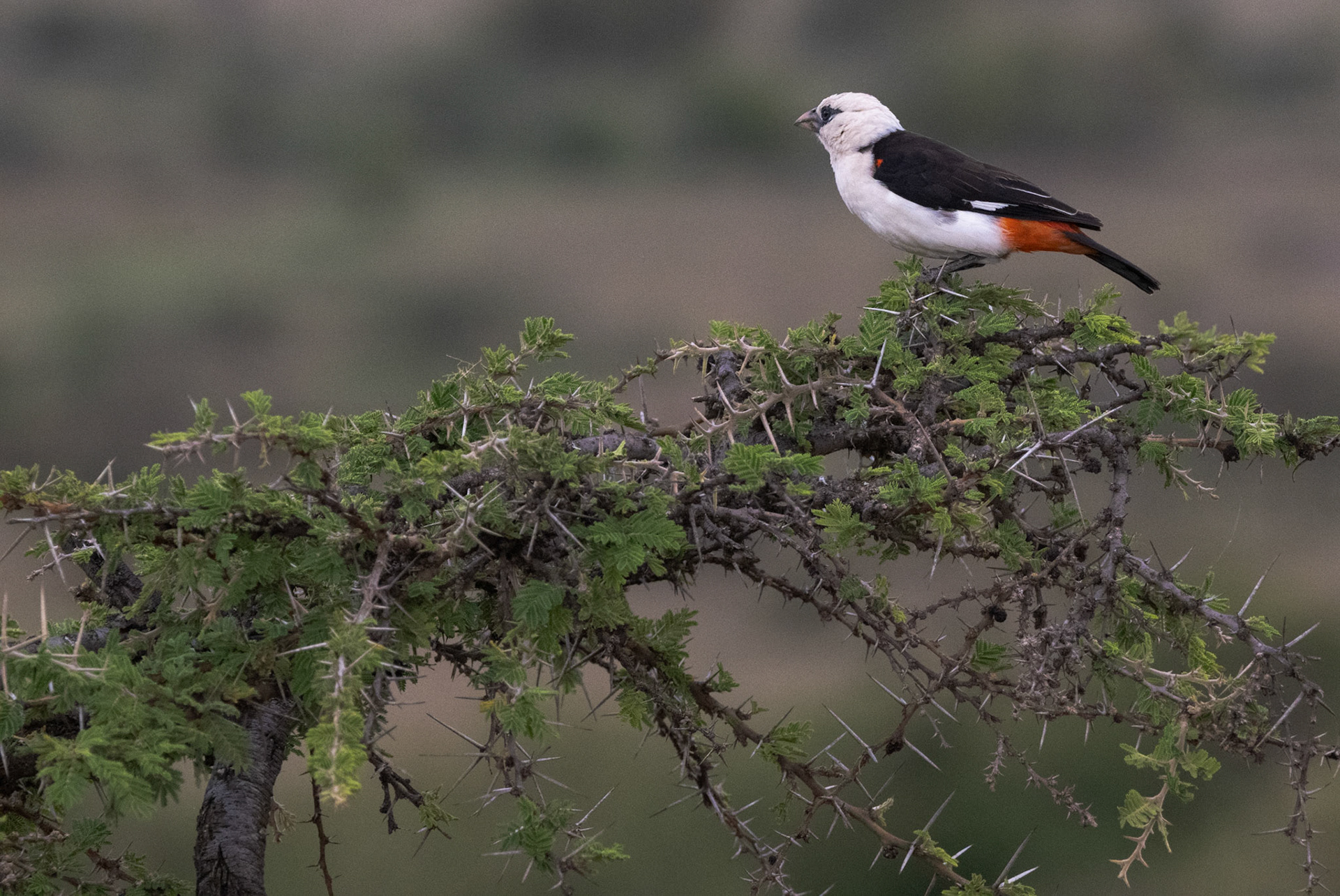 White-headed Buffalo Weaver
