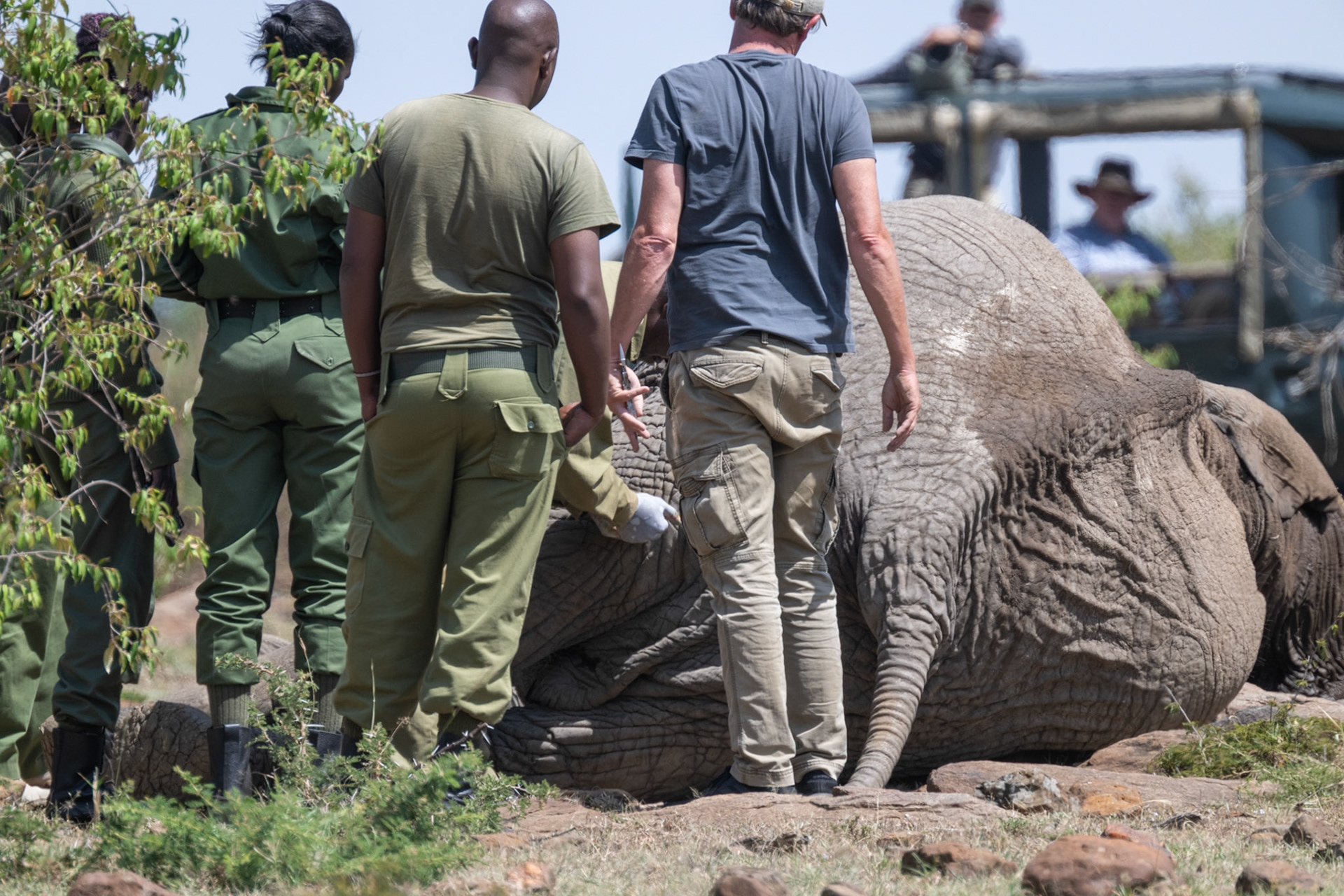 Vet wound treatment sequence