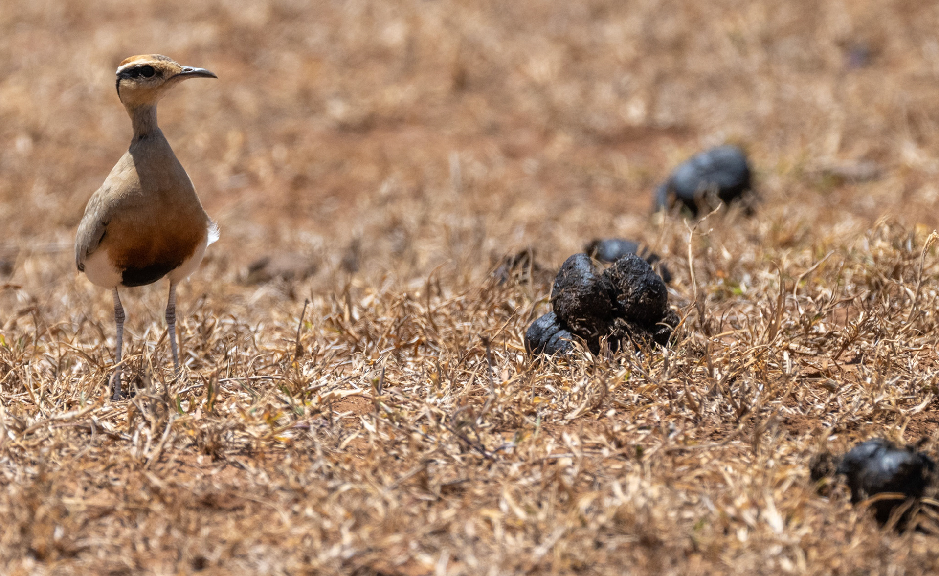 Northern Wheatear