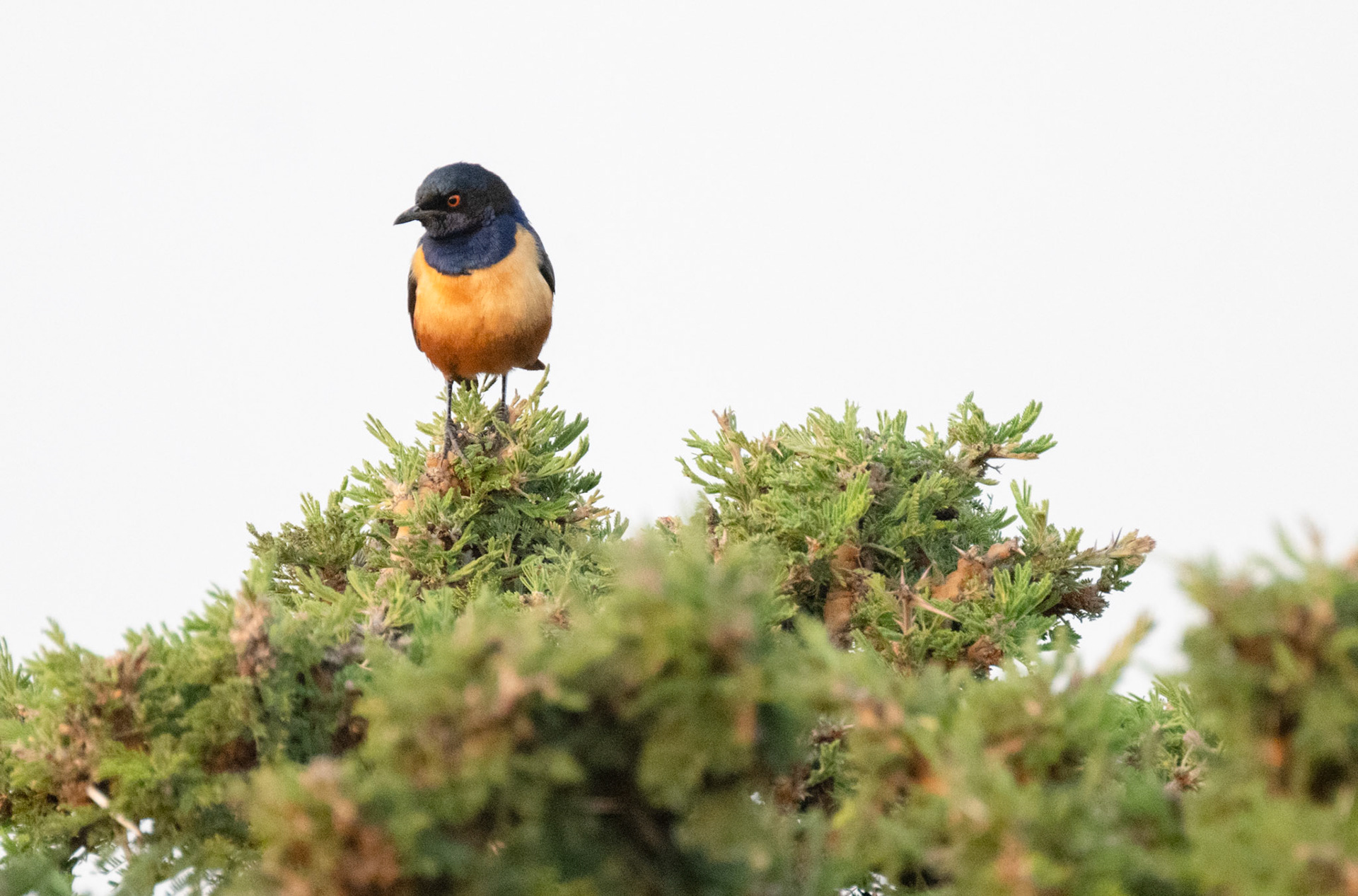 Hildebrandt's Starling