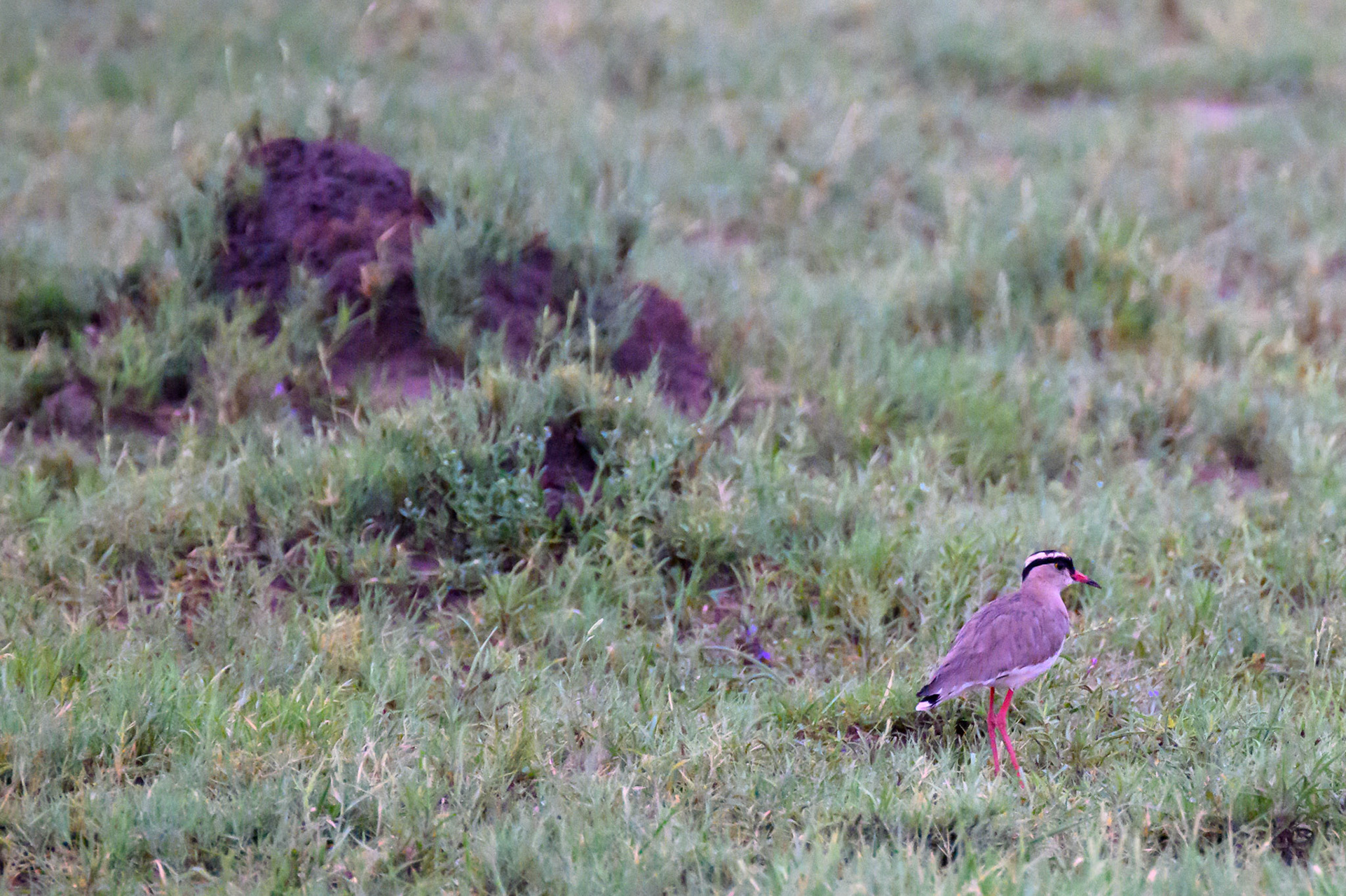 Crowned Plover