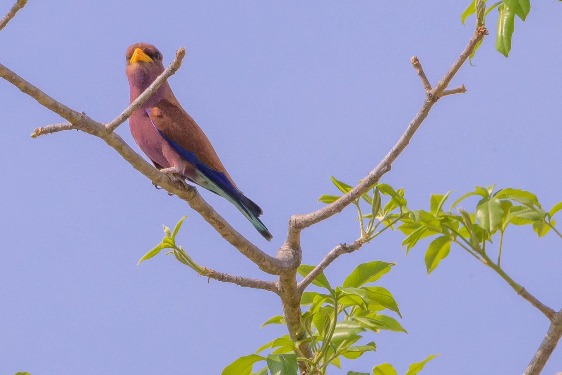 Broad-Billed Roller