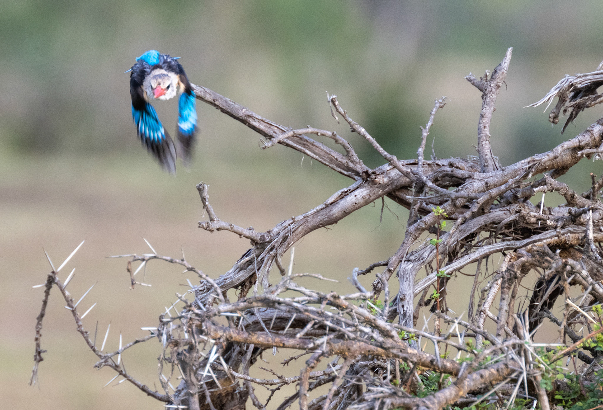 Grey headed Kingfisher in flight