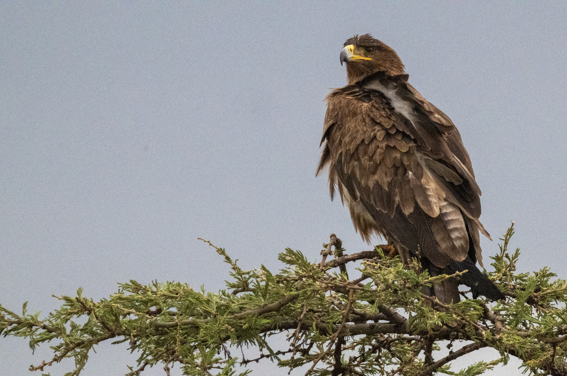 Tawny Eagle