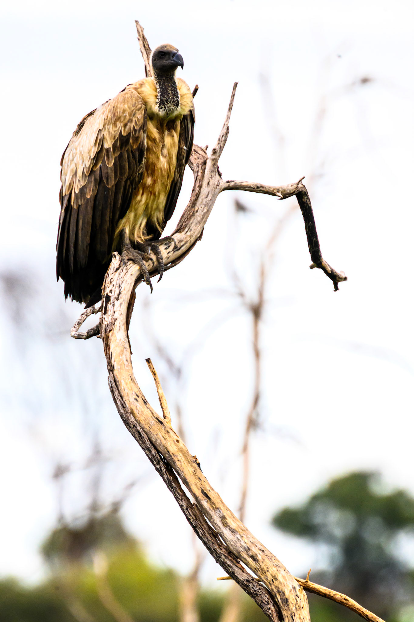 White-backed Vulture