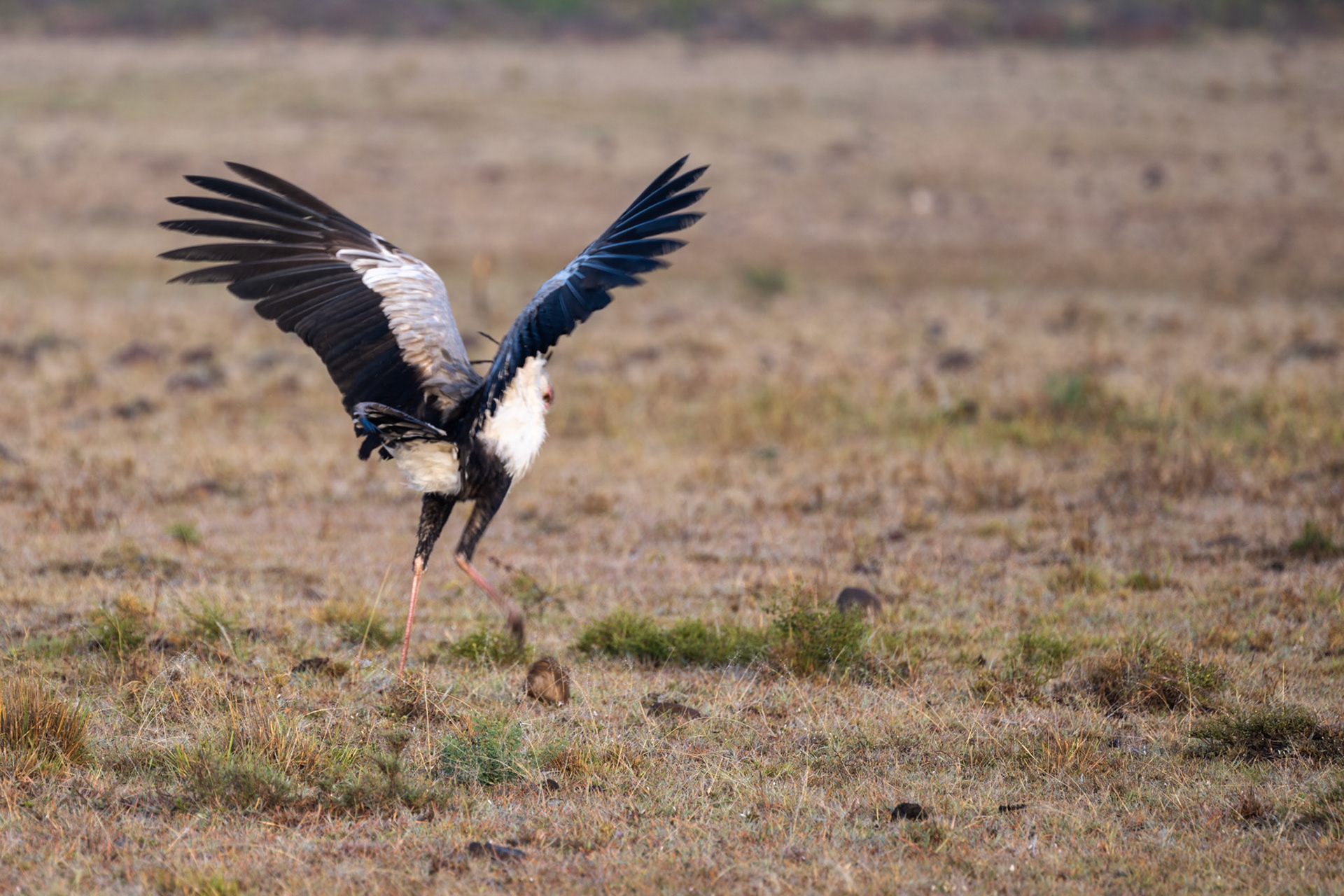Secretary Bird