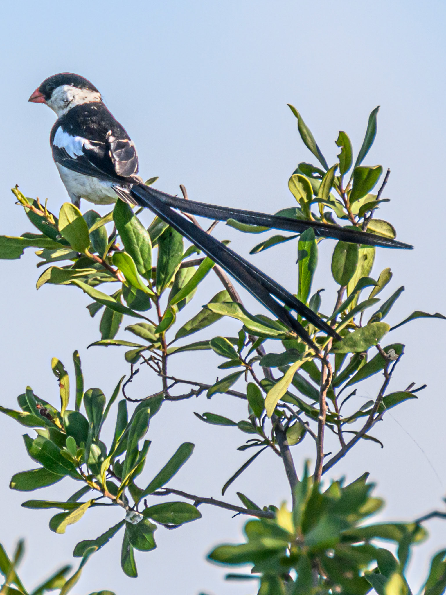 Pin-tailed Whydah