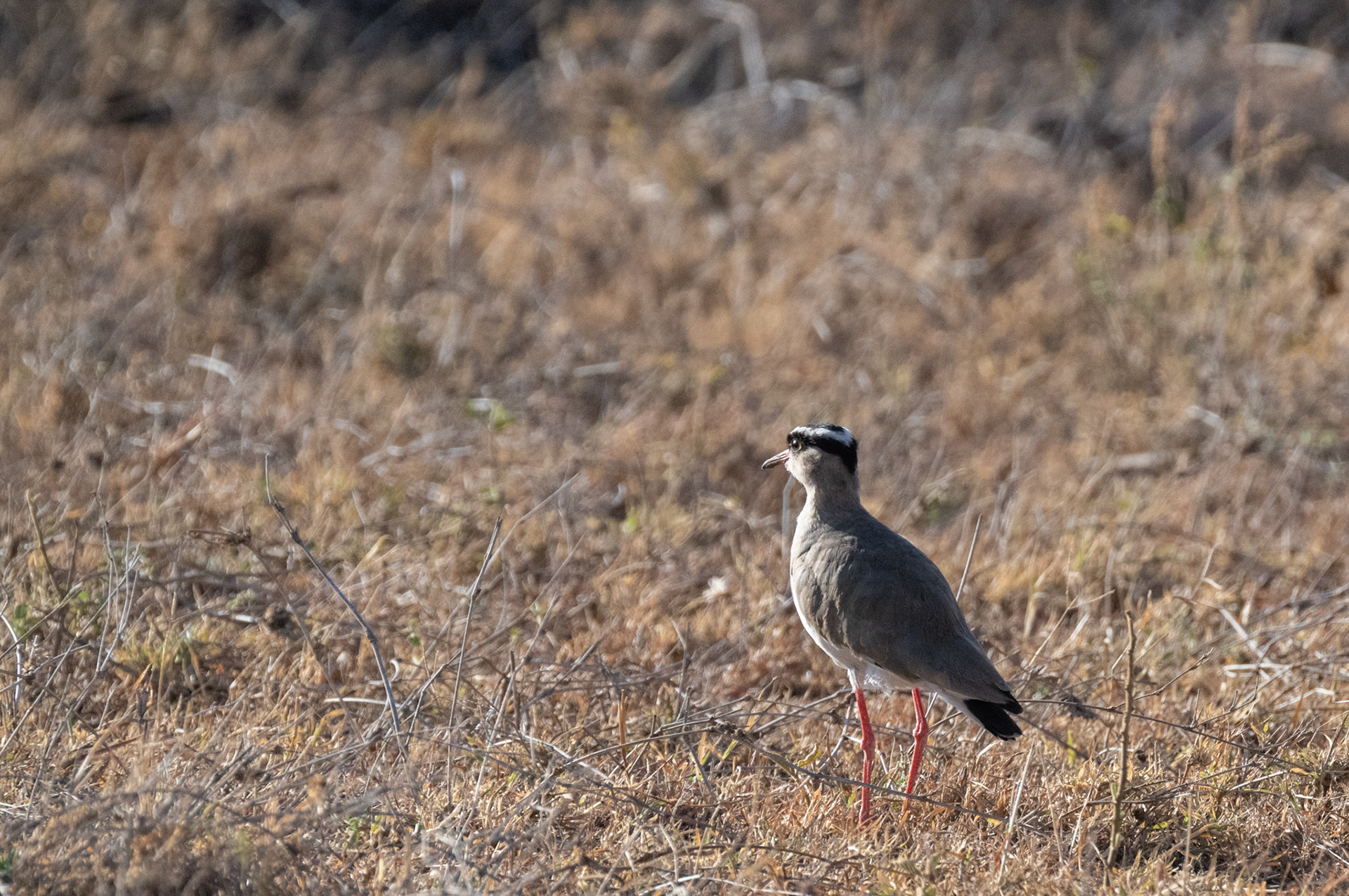 Crowned Plover