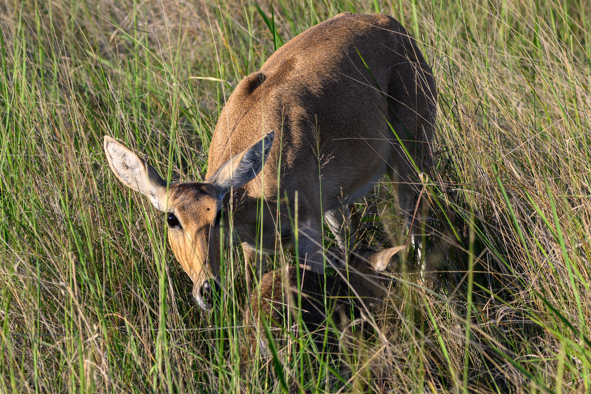 mother with new born calf