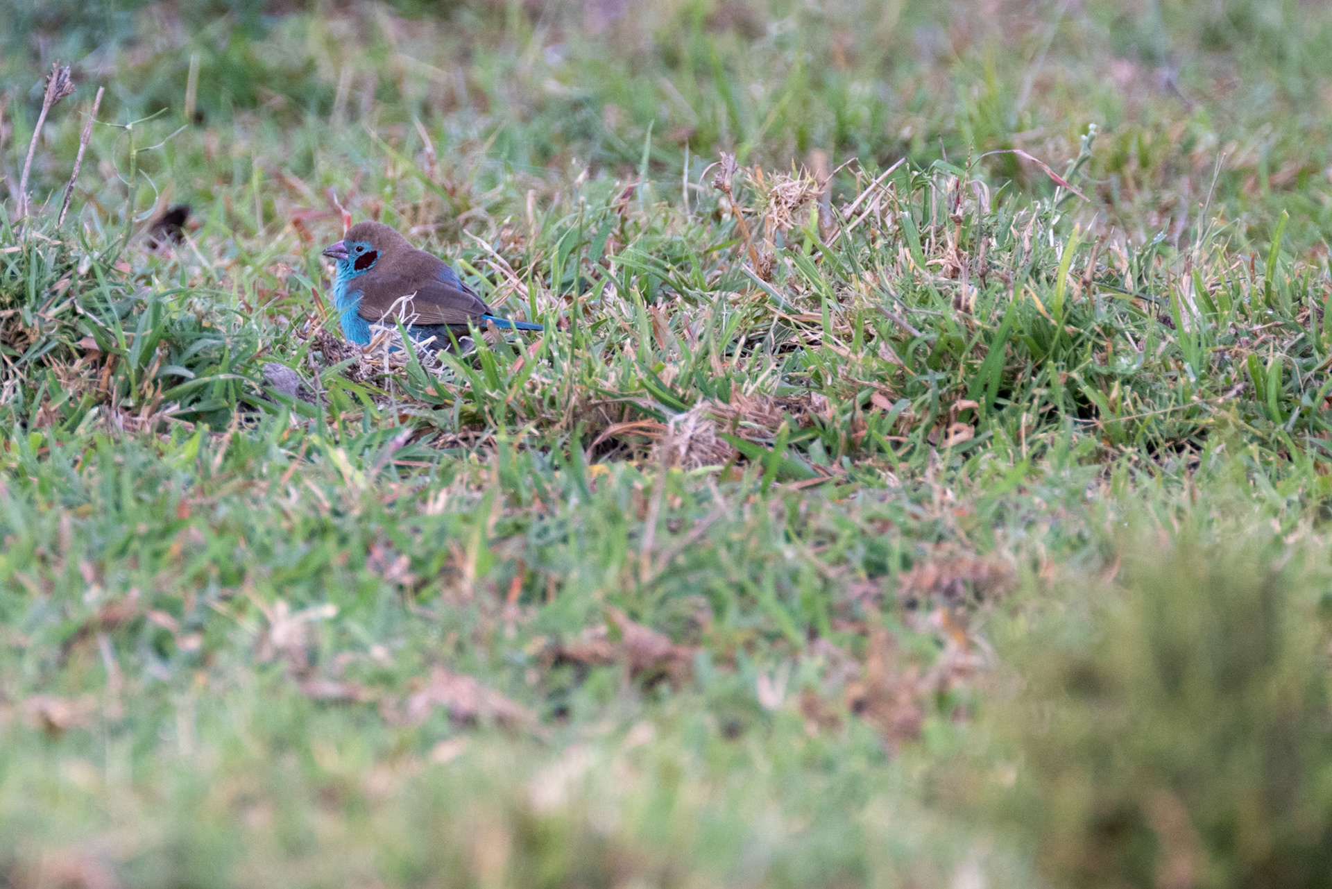 Southern Cordon-Bleu
