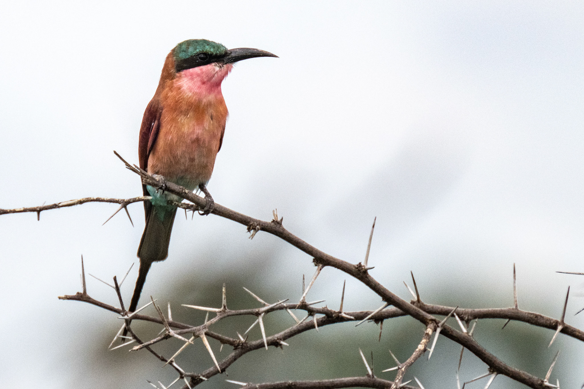 Carmine Bee-eater