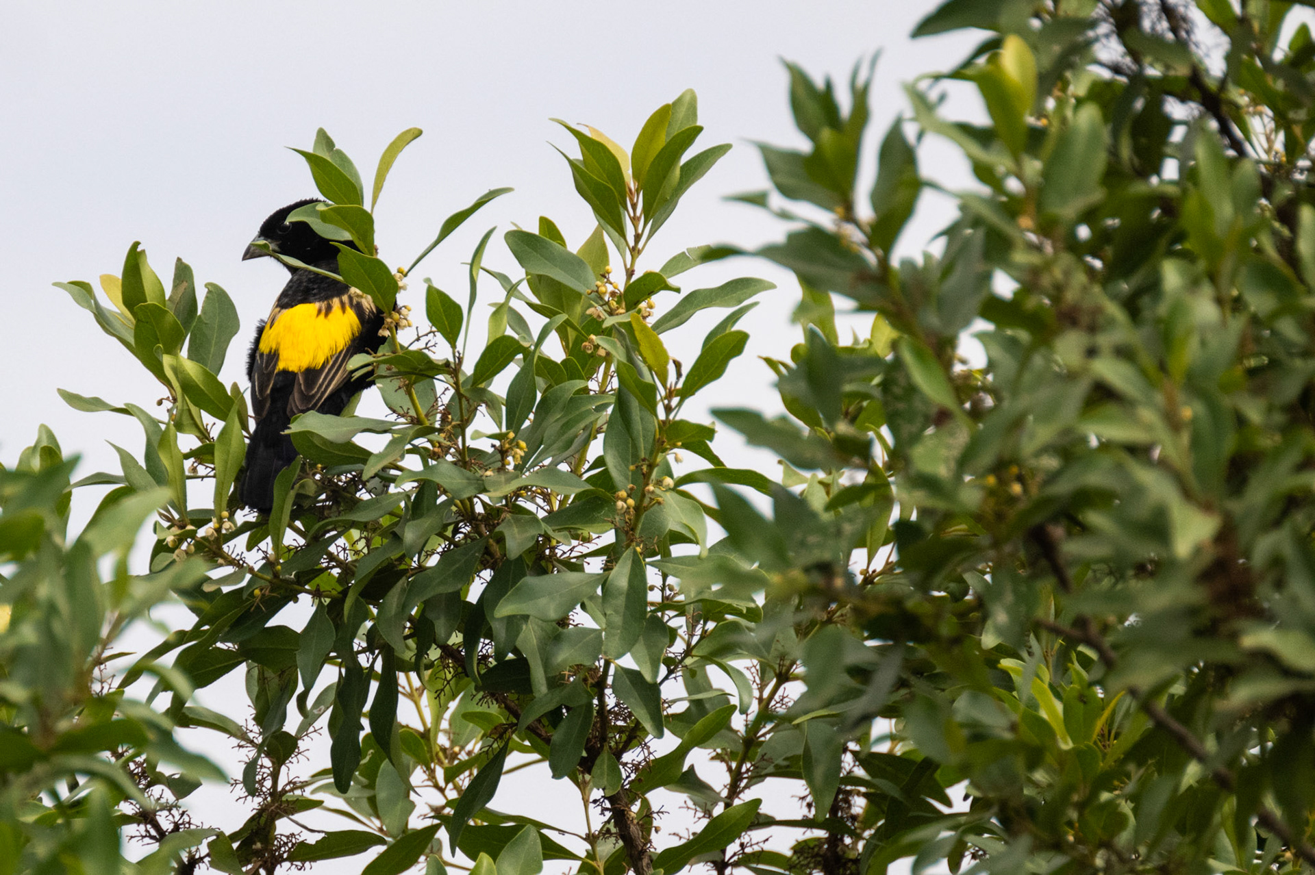 Black-headed Weaver
