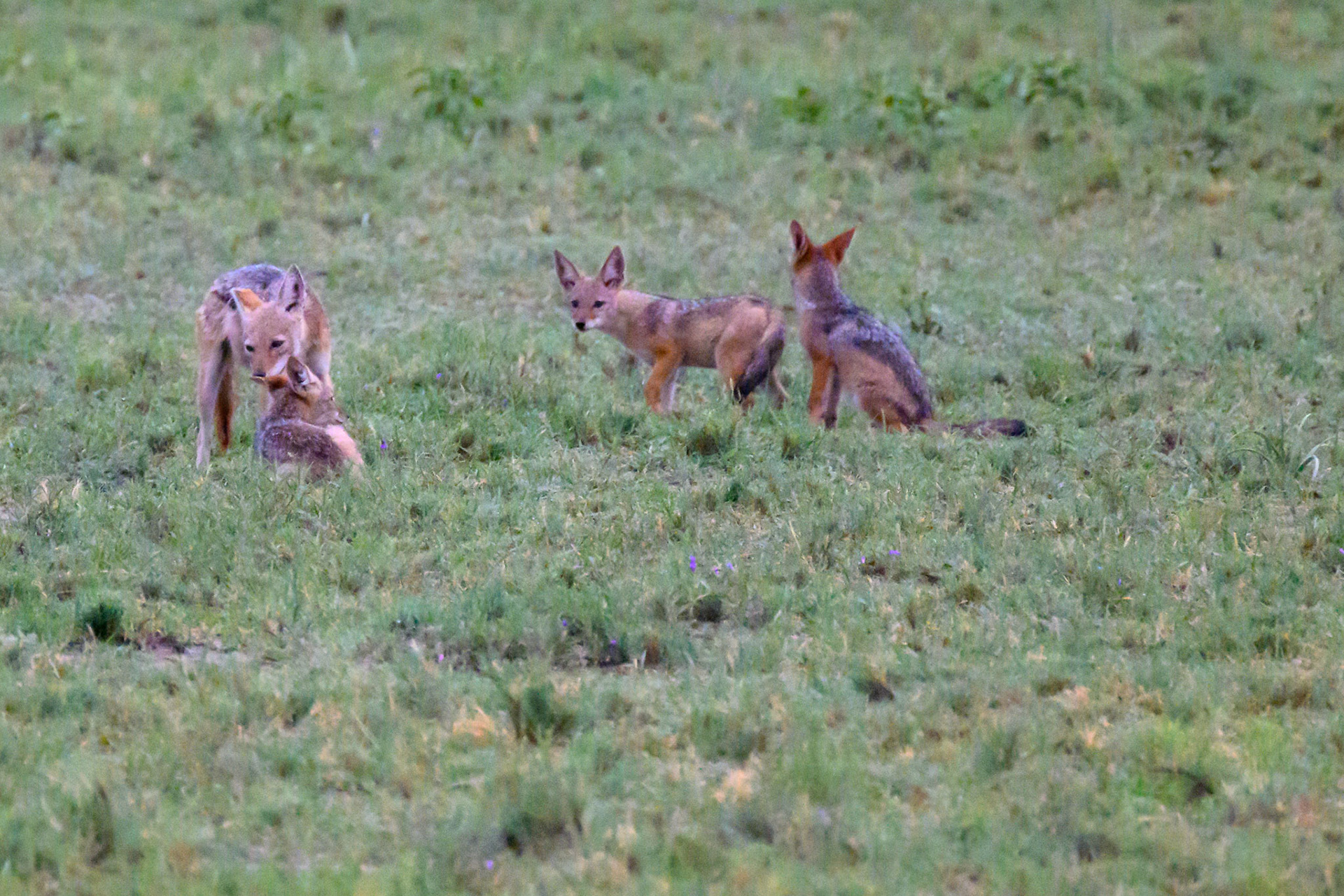 Young Black-backed Jackal