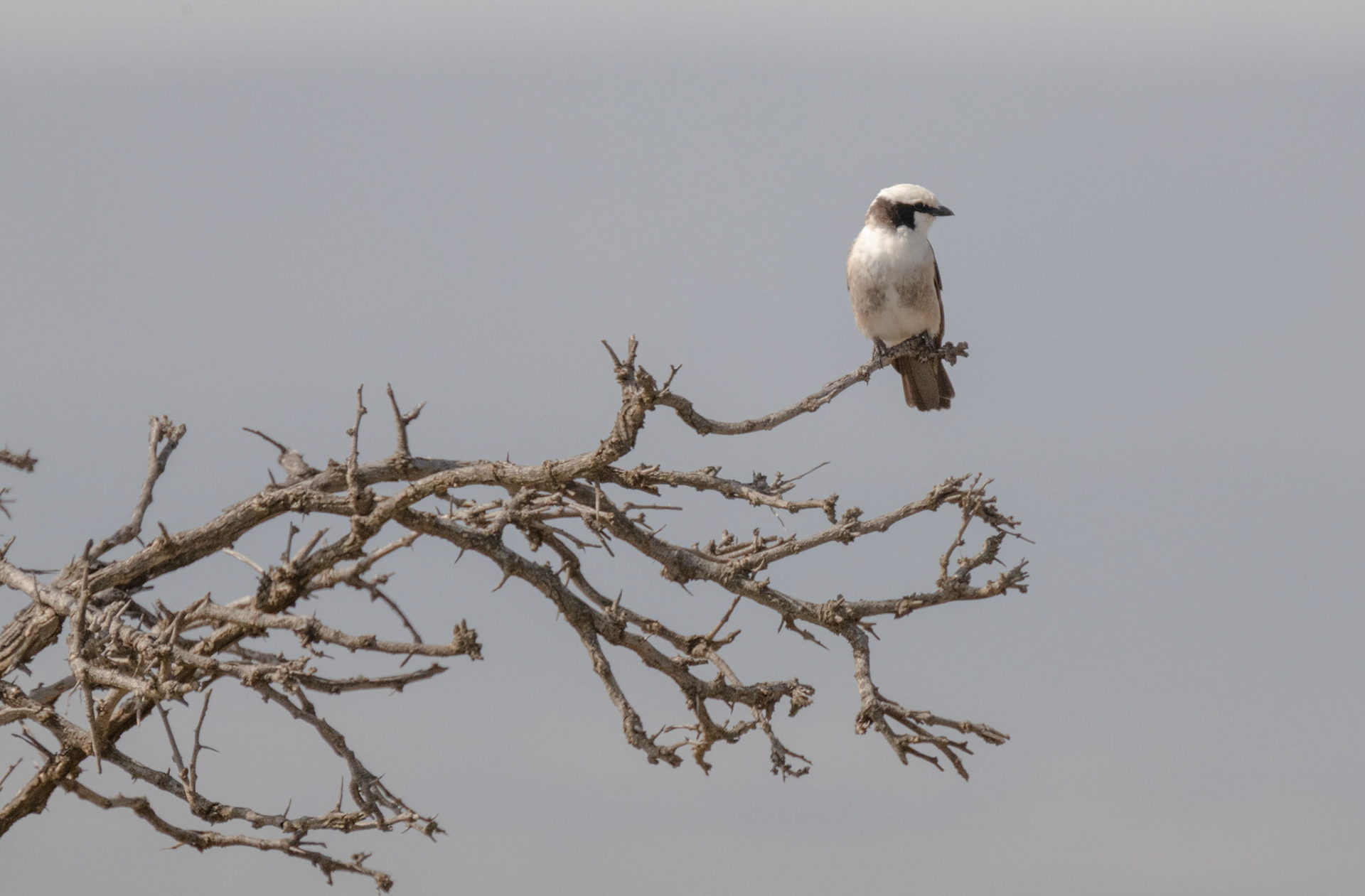 Northern White-crowned Shrike