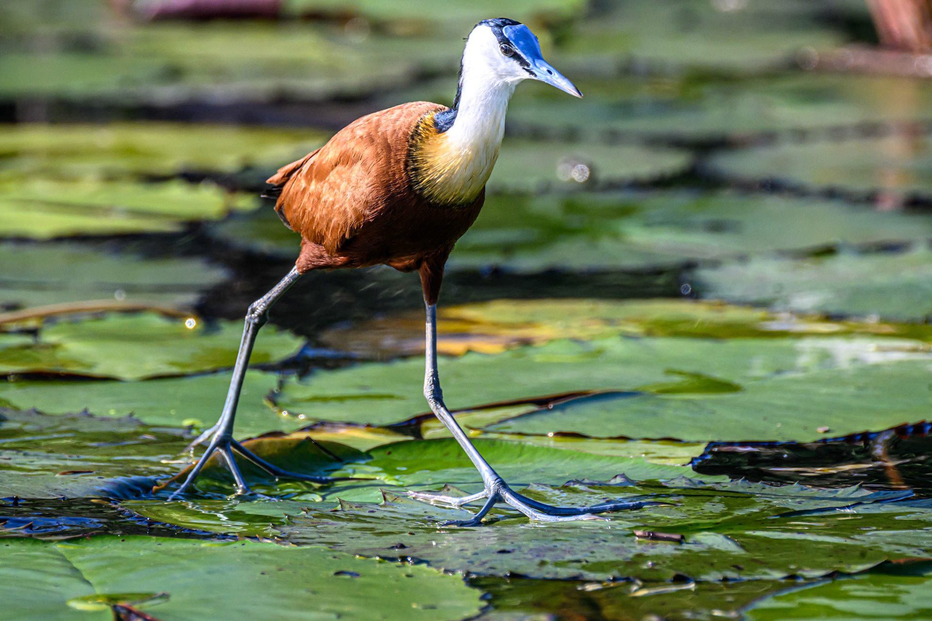 African Jacana