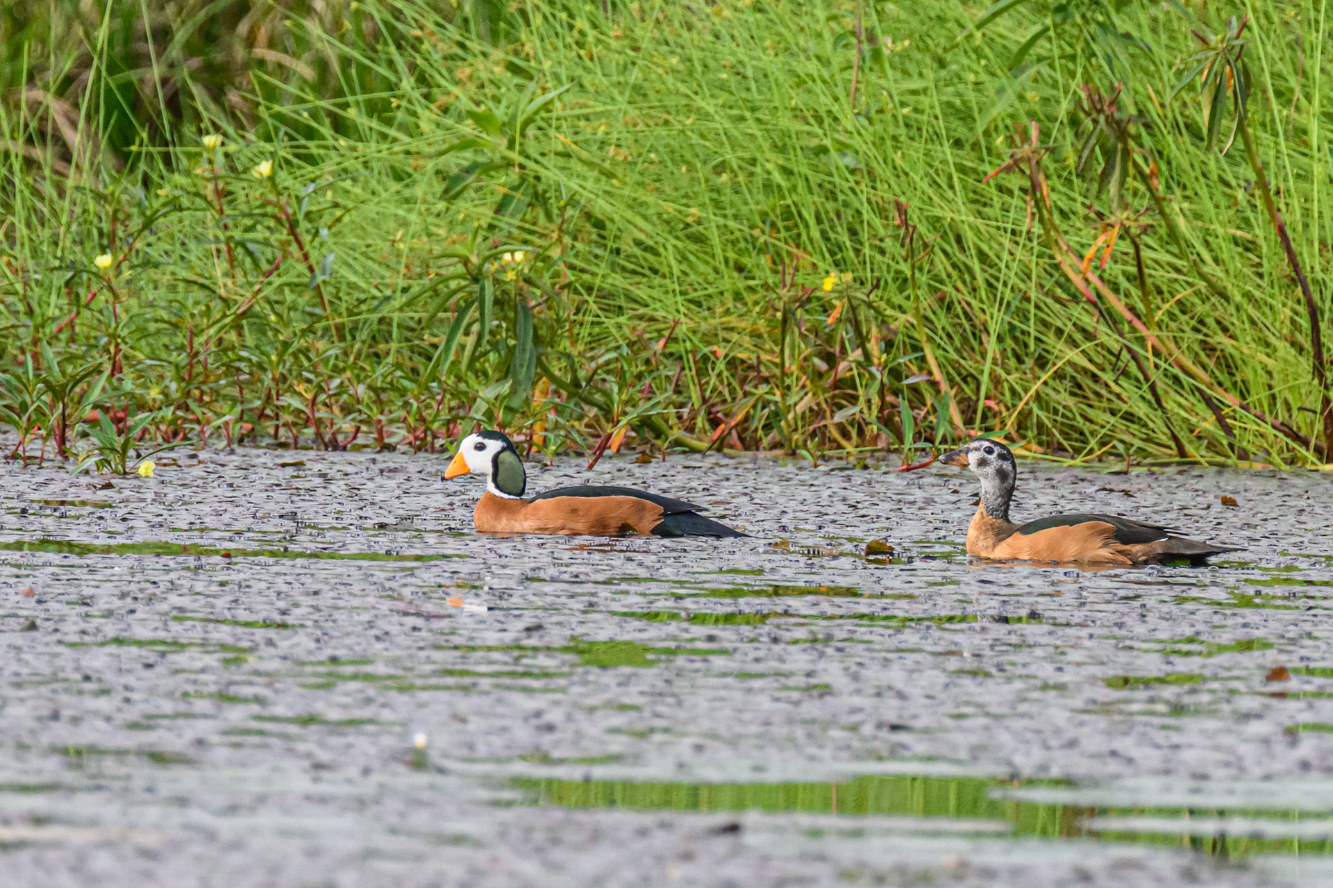 African Pygmy Goose