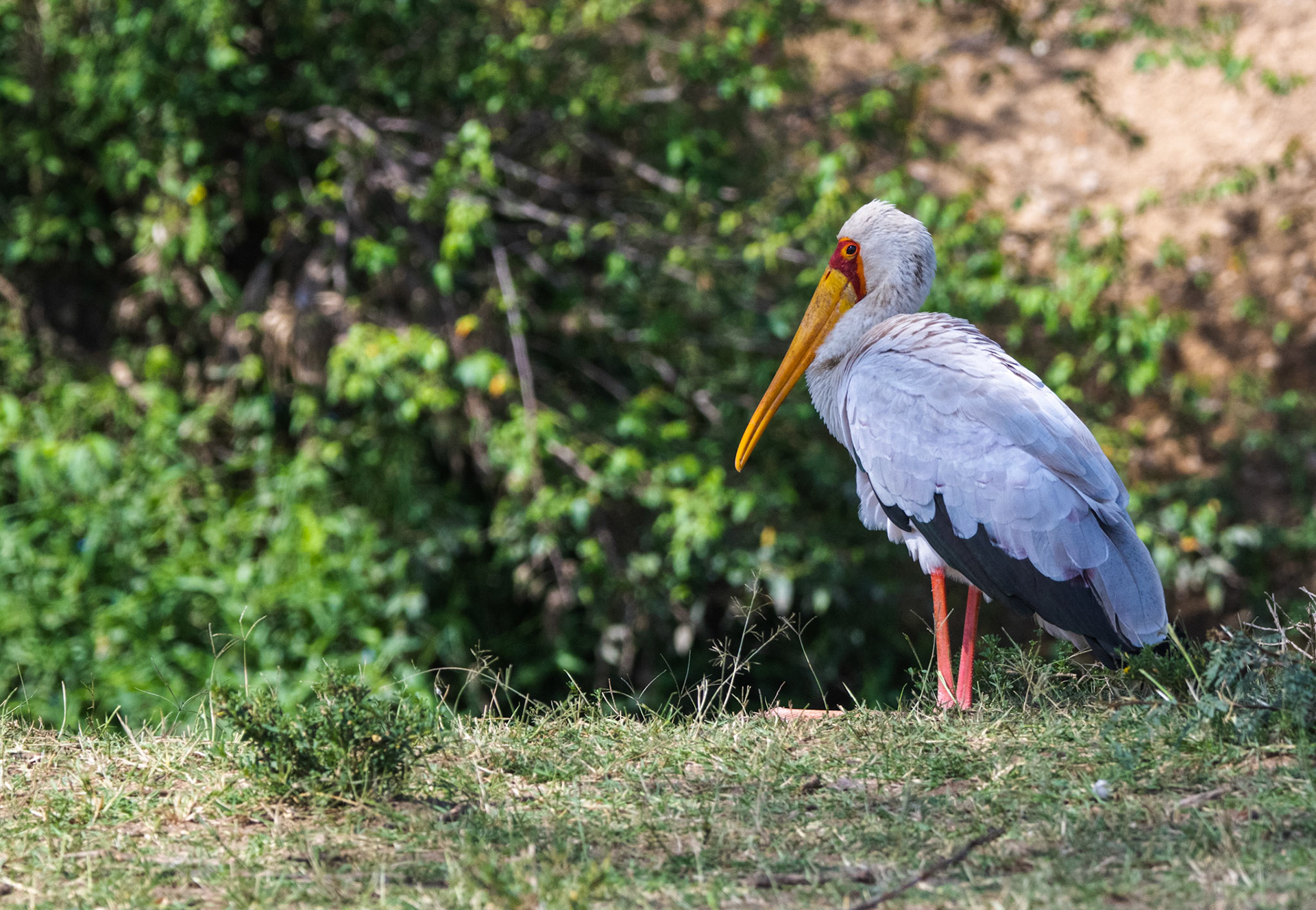 Yellow-billed Stork