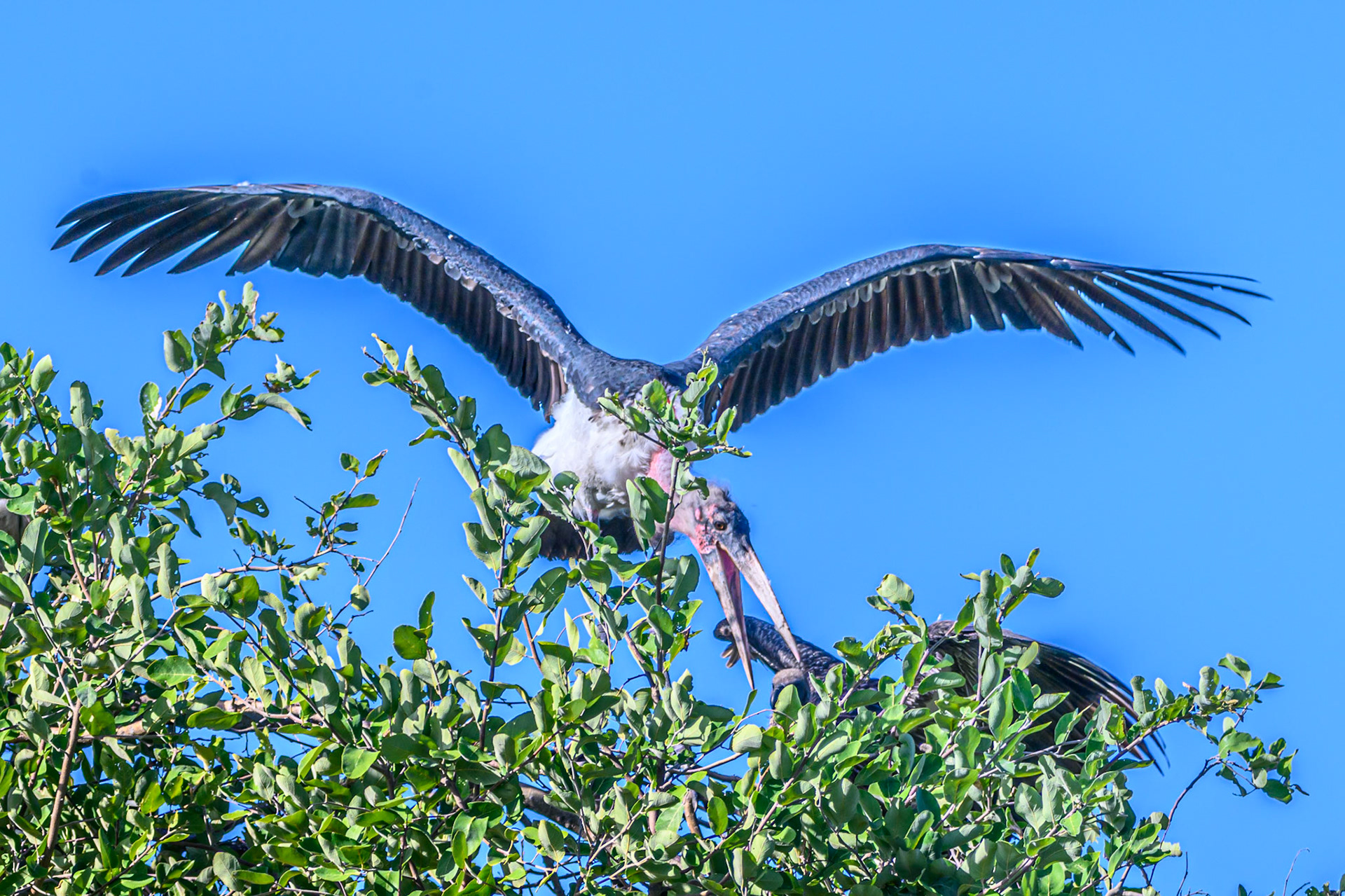 Marabou Stork