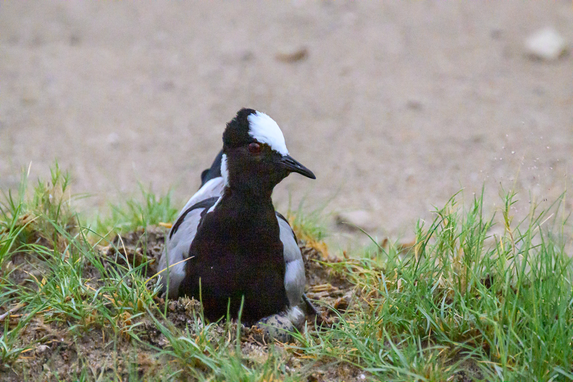 Blacksmith Plover (Lapwing)