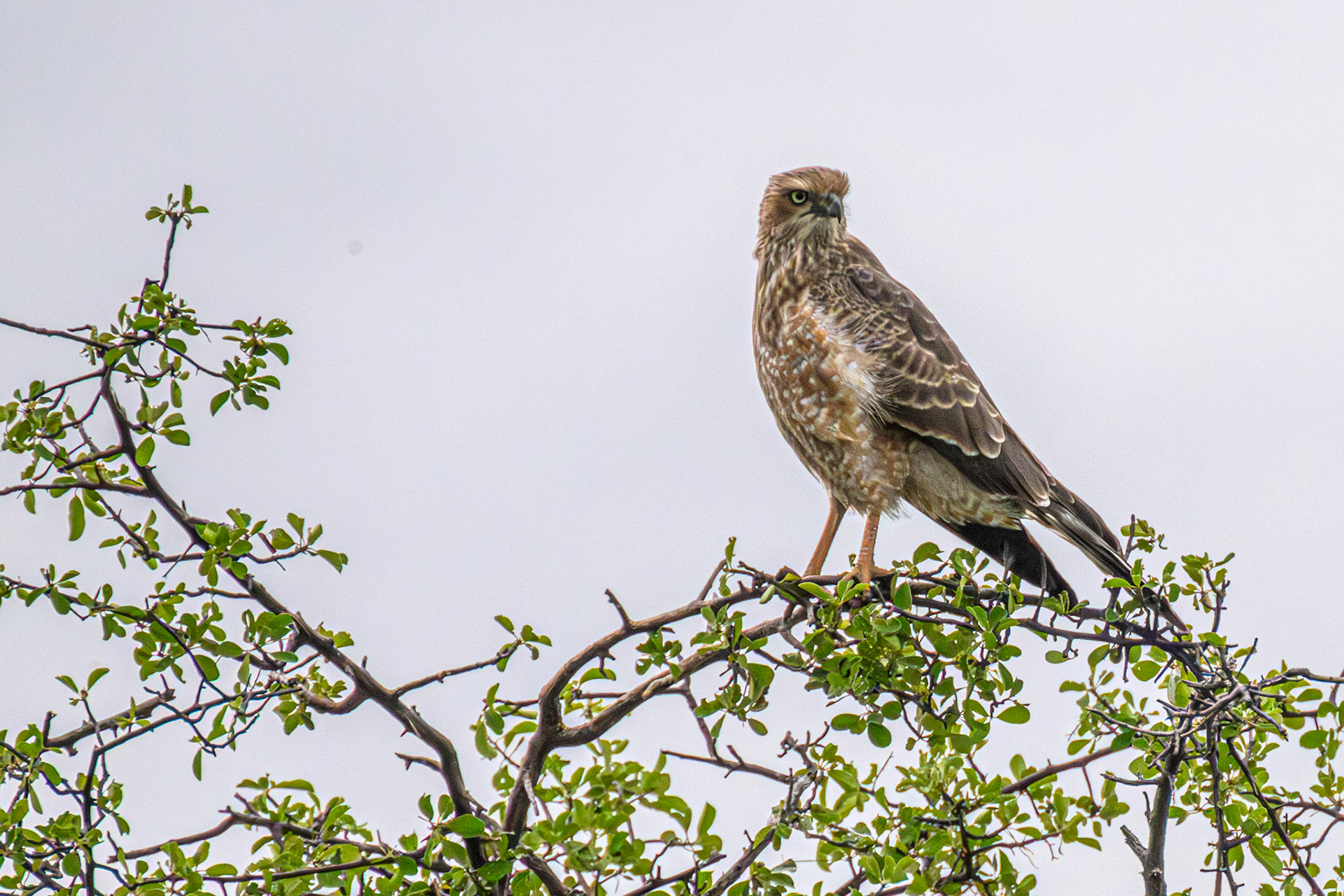 Pale Chanting Goshawk