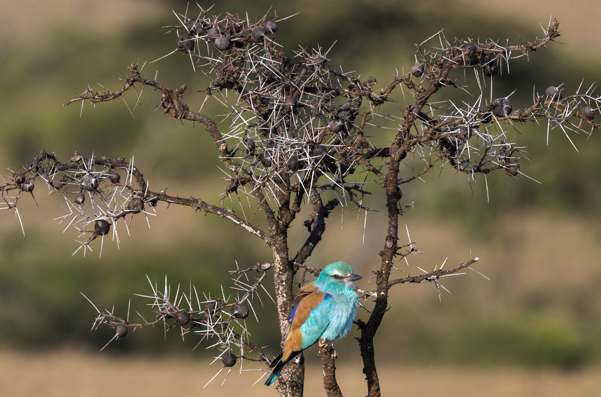 Abyssinian Roller