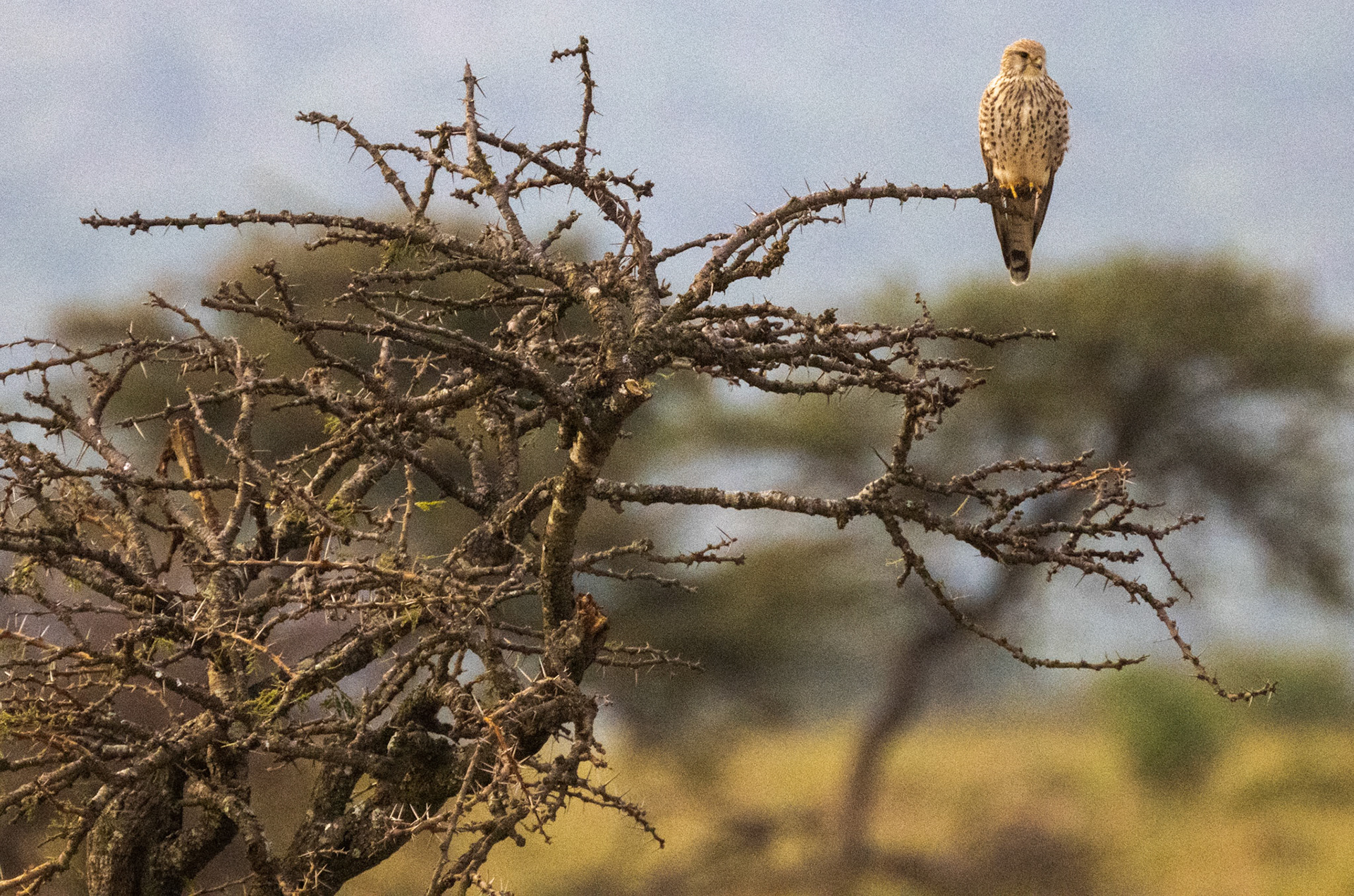 Greater Kestrel