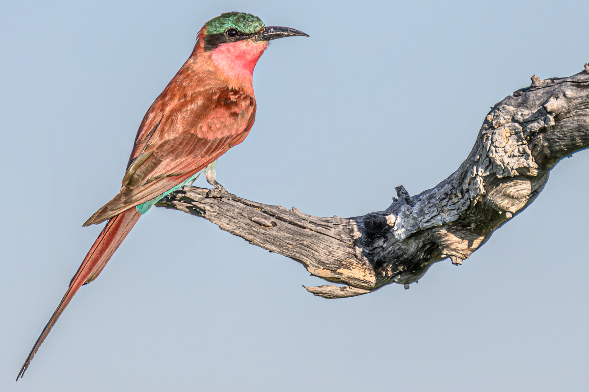 Southern Carmine Bee-eater