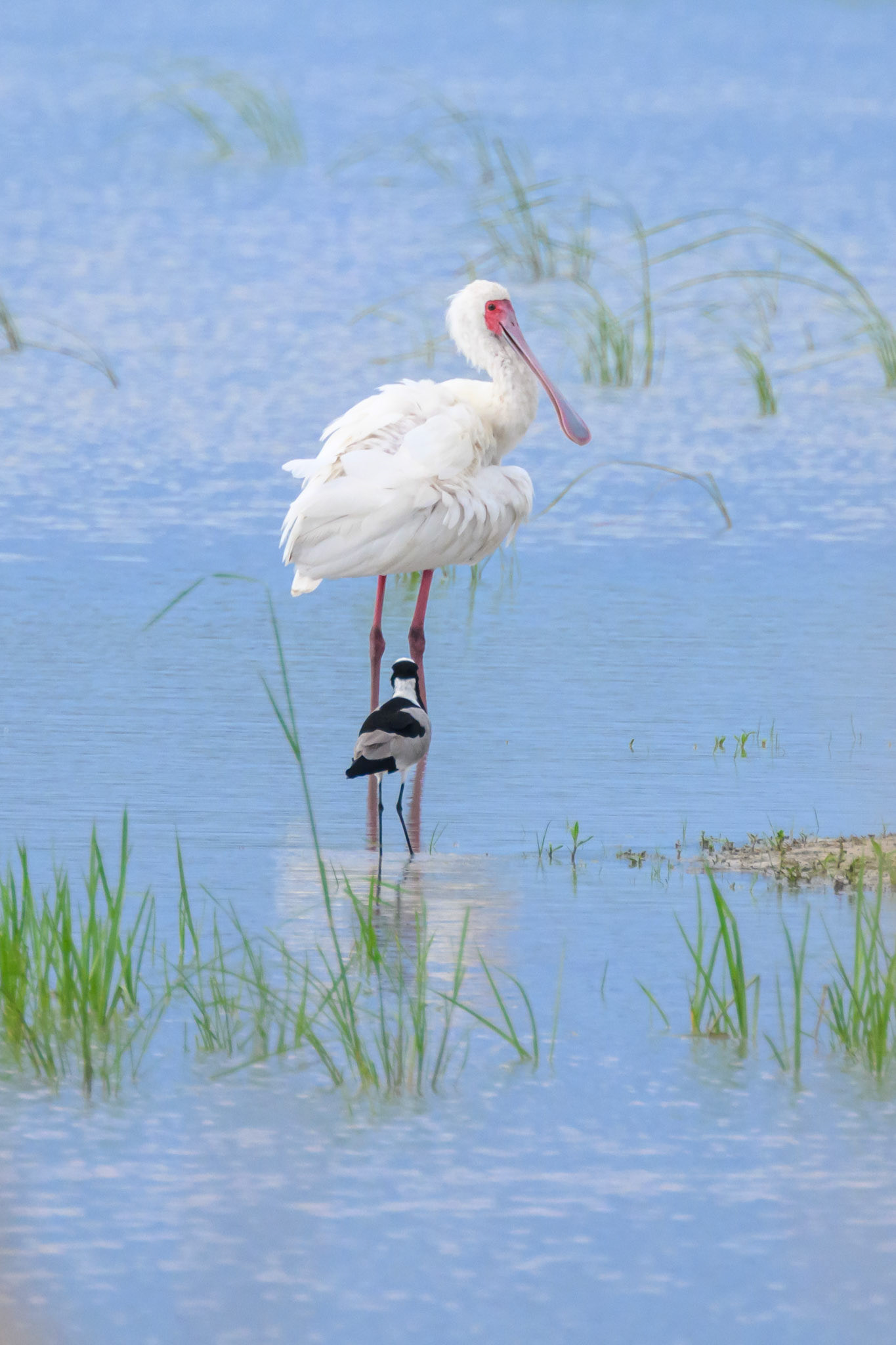 Spoonbill