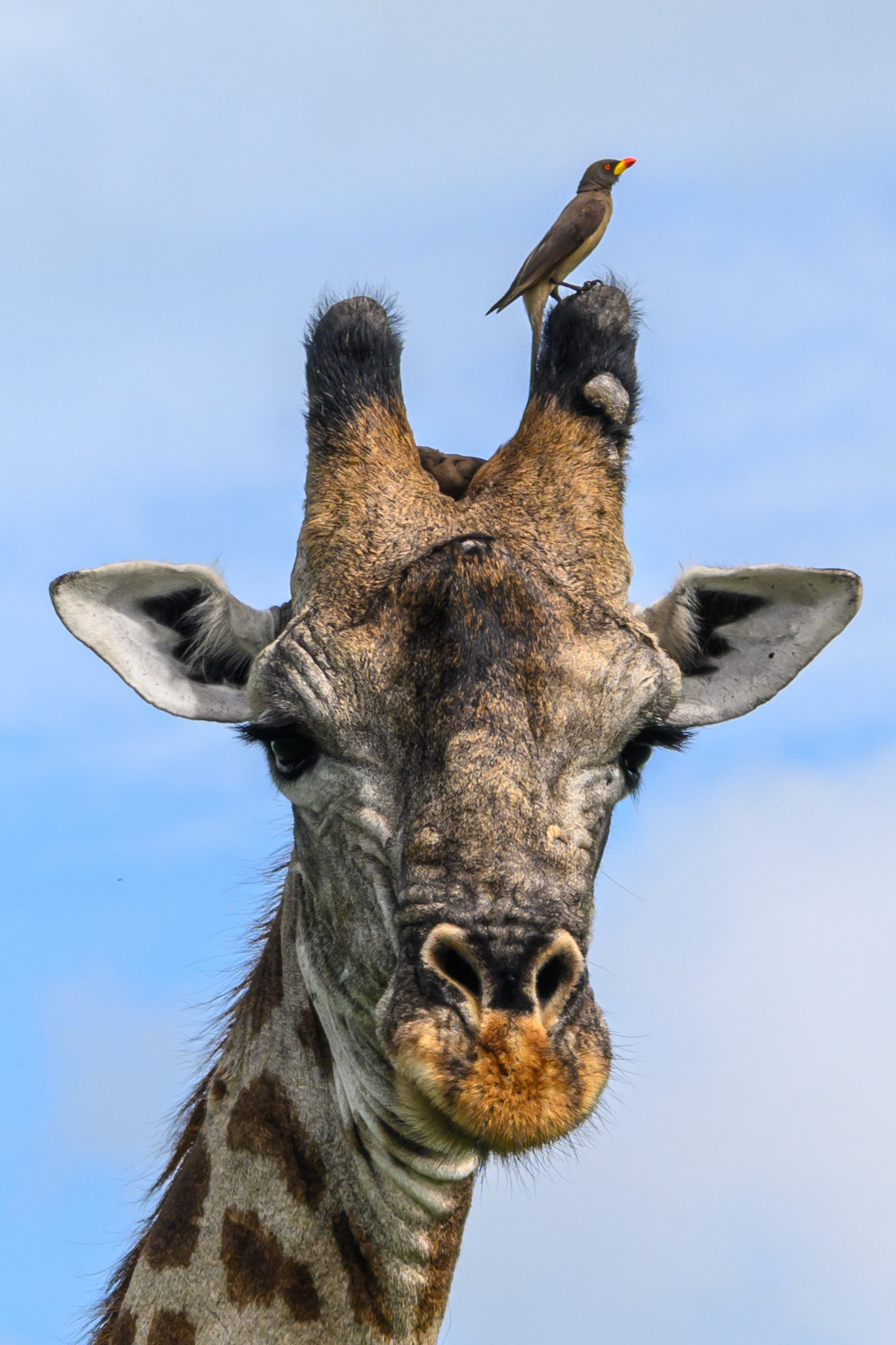 Oxpecker