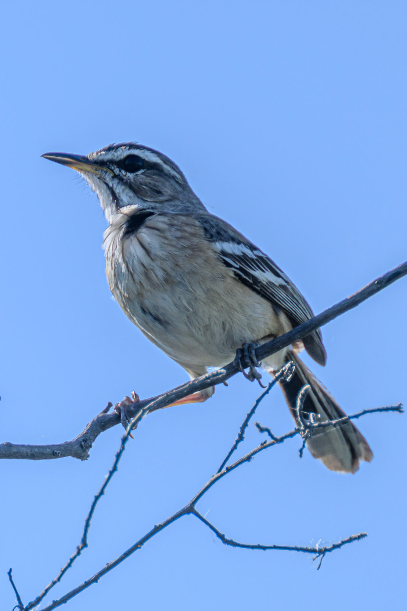 White-browed Scrub Robin