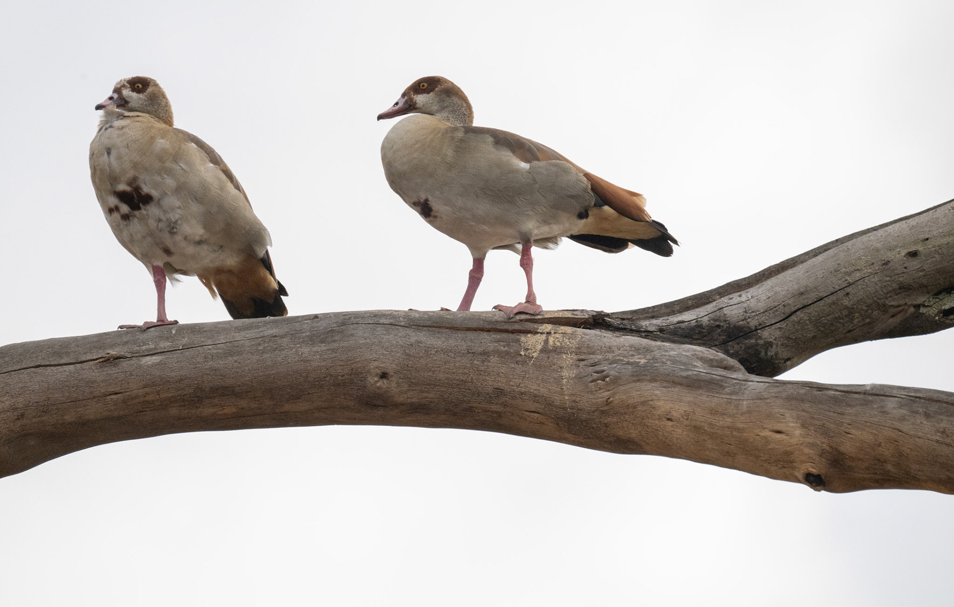 Egyptian Goose