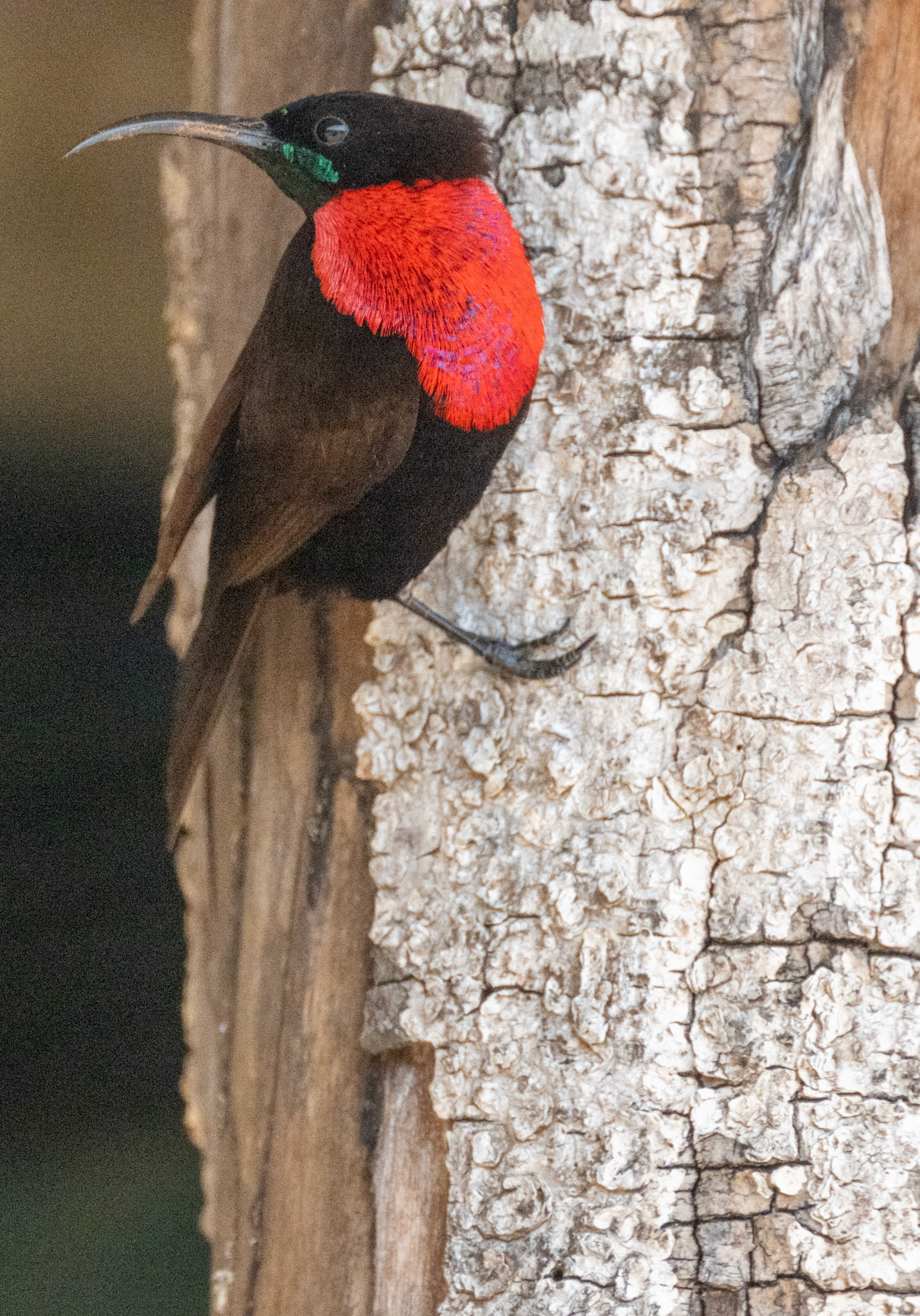 Scarlet-chested Sunbird