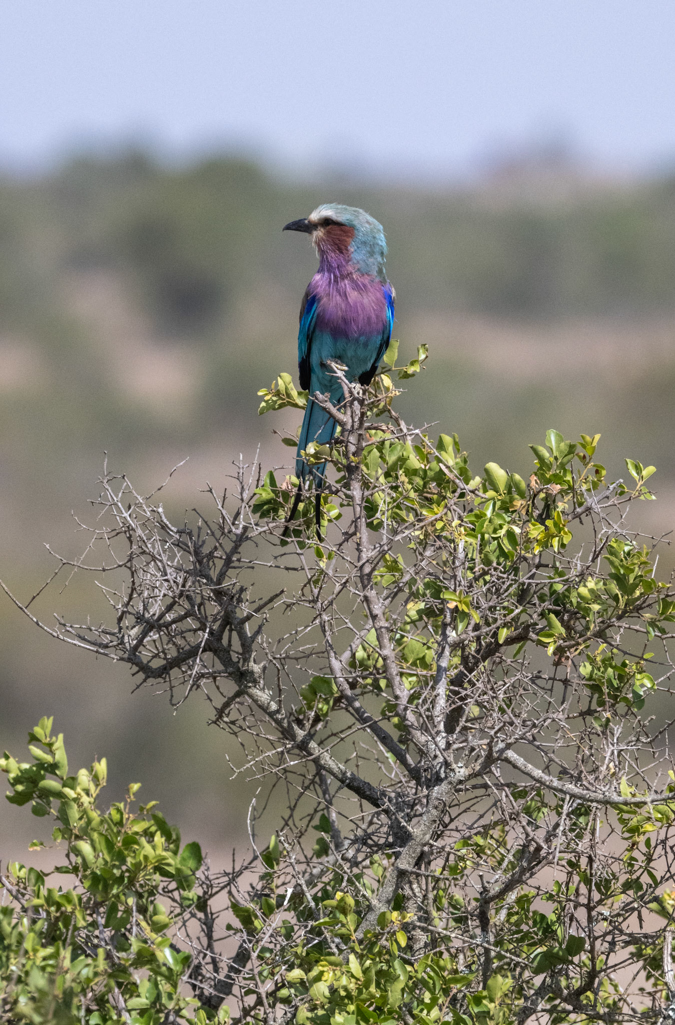 Lilac-breasted Roller
