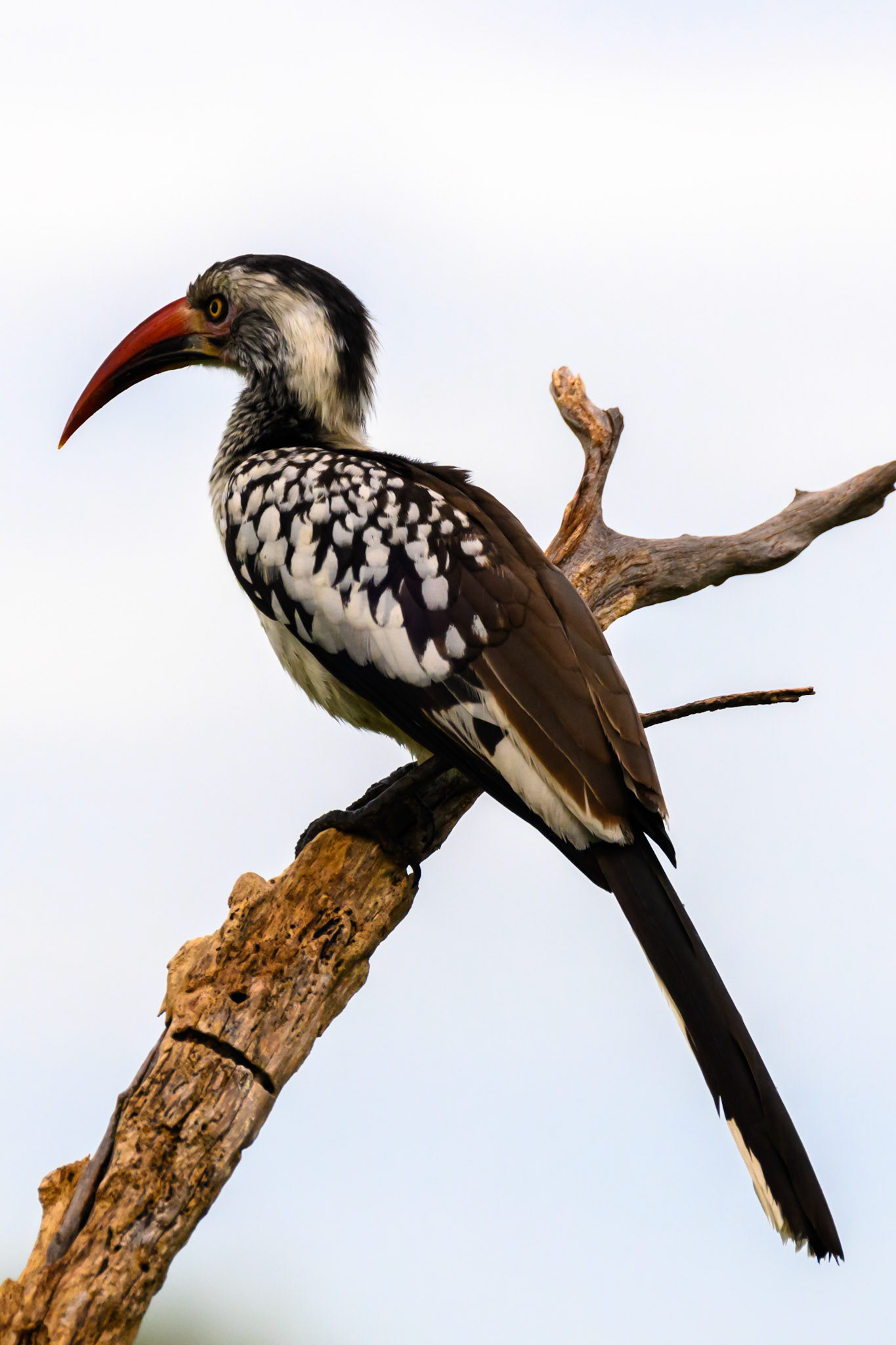 Southern Red-billed Hornbill