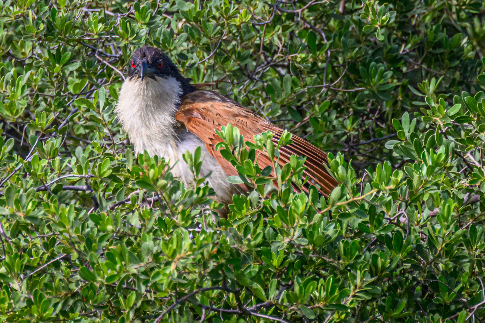 Coppery-tailed Coucal
