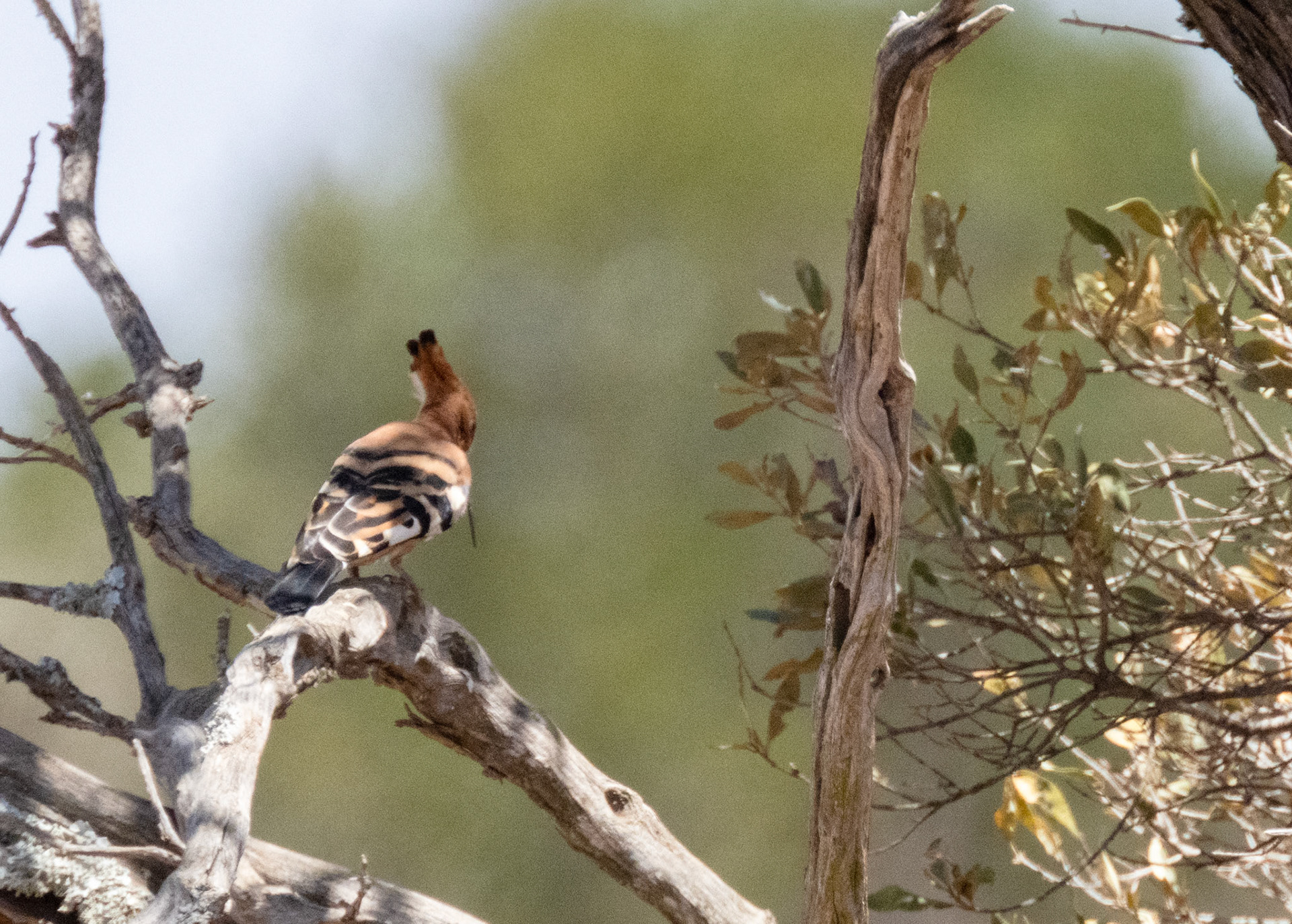 Hoopoe